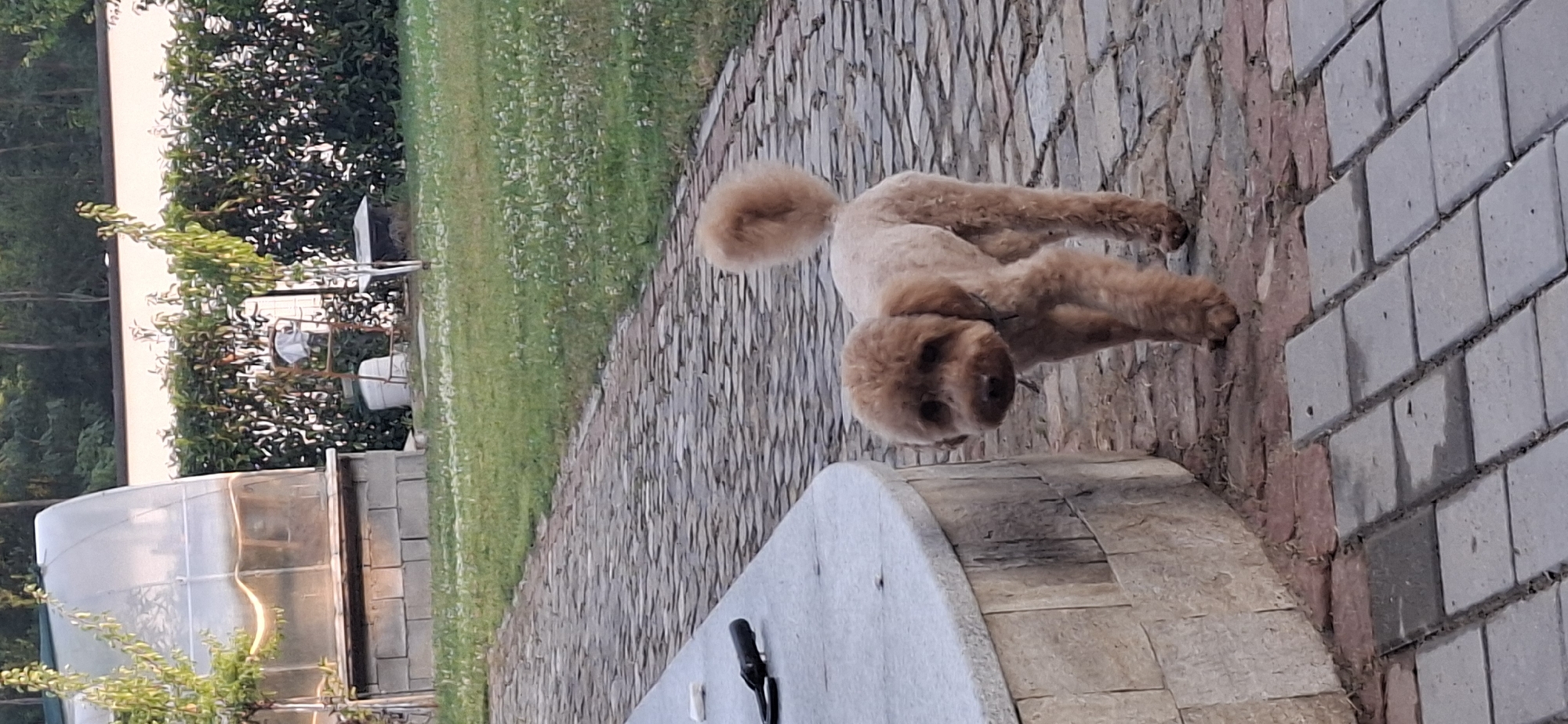 A brown poodle is walking on a brick pathway in front of a curved stone wall. The dog is facing the camera with its tail held high. In the background, a greenhouse and a manicured hedge are visible. The scene appears to be a backyard or garden area. The location is the city of Pleven, Bulgaria.