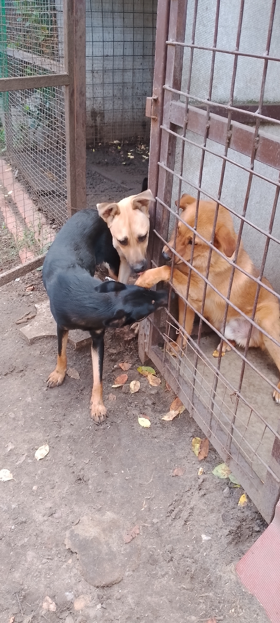 Two dogs are interacting through a metal gate. A black and tan dog on the left is reaching its paw through the bars to touch the nose of a tan dog on the right, which is inside a kennel. The ground is dirt and scattered with dry leaves. The kennel appears to be made of concrete and metal. The scene is outdoors.