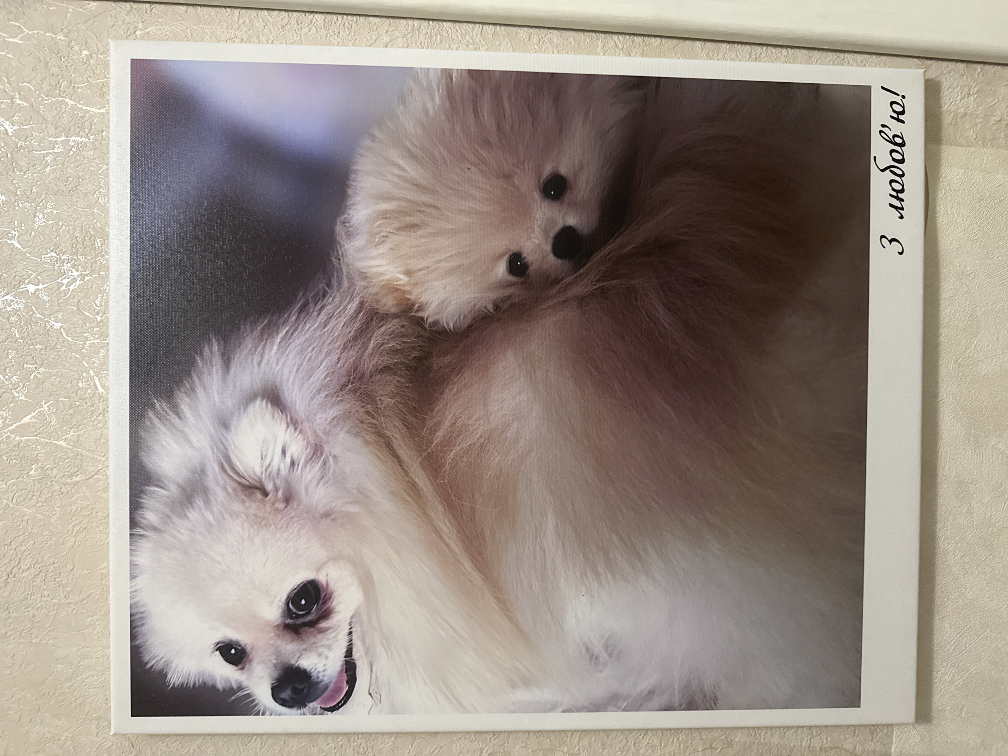 The image is a photograph of two Pomeranian dogs. The larger dog, a cream-colored female, is in the foreground, with its head turned to the left and its mouth slightly open, revealing its pink tongue. Behind and slightly to the right of the larger dog, a smaller, lighter-colored puppy is nestled. The puppy is peeking out from behind the larger dog's body, with its head tilted and its dark eyes looking directly at the camera. The background is dark and blurred, with some hints of purple and blue light. In the bottom right corner of the photograph, there is text written in cursive script in black ink that reads "З любов'ю!", which translates to "With love!" in English. The photograph appears to be printed on canvas and is framed by a white border. The photograph is displayed on a textured, light-colored wall, possibly in a domestic setting.
