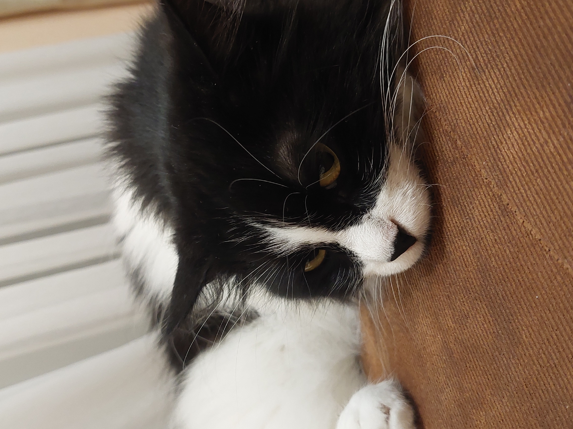 A close-up, slightly tilted photograph depicts a black and white long-haired cat. The cat’s head is turned to the side, and its face is resting against a brown textured surface. The cat has yellow eyes and white whiskers. Parts of its white chest and paws are visible. The background includes a blurry white object. The photo's location is unknown; there is no evidence to suggest this photograph was taken in Plovdiv, Bulgaria.
