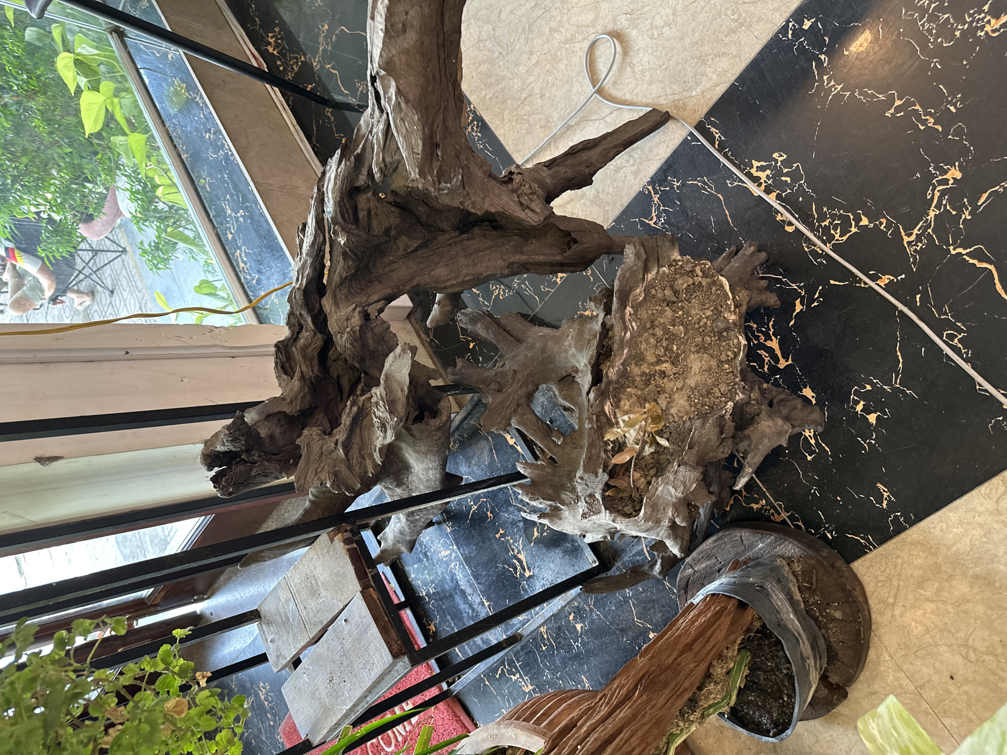 The image shows a large piece of driftwood with intricate, gnarled branches, placed on the floor. The driftwood is positioned on a black and beige tiled floor with a marble-like pattern. In the background, through a large window, lush green foliage and trees are visible, suggesting an outdoor or semi-outdoor setting. A person is seated in a camping chair outside the window, partially visible. The scene appears to be indoors, near a window, possibly in a cafe or shop in Bac Nha Trang Ward, Vietnam, judging by the tropical vegetation outside. A white cord is visible on the floor near the driftwood. To the left, a small wooden plant stand with two planks is also present, supporting a potted plant.