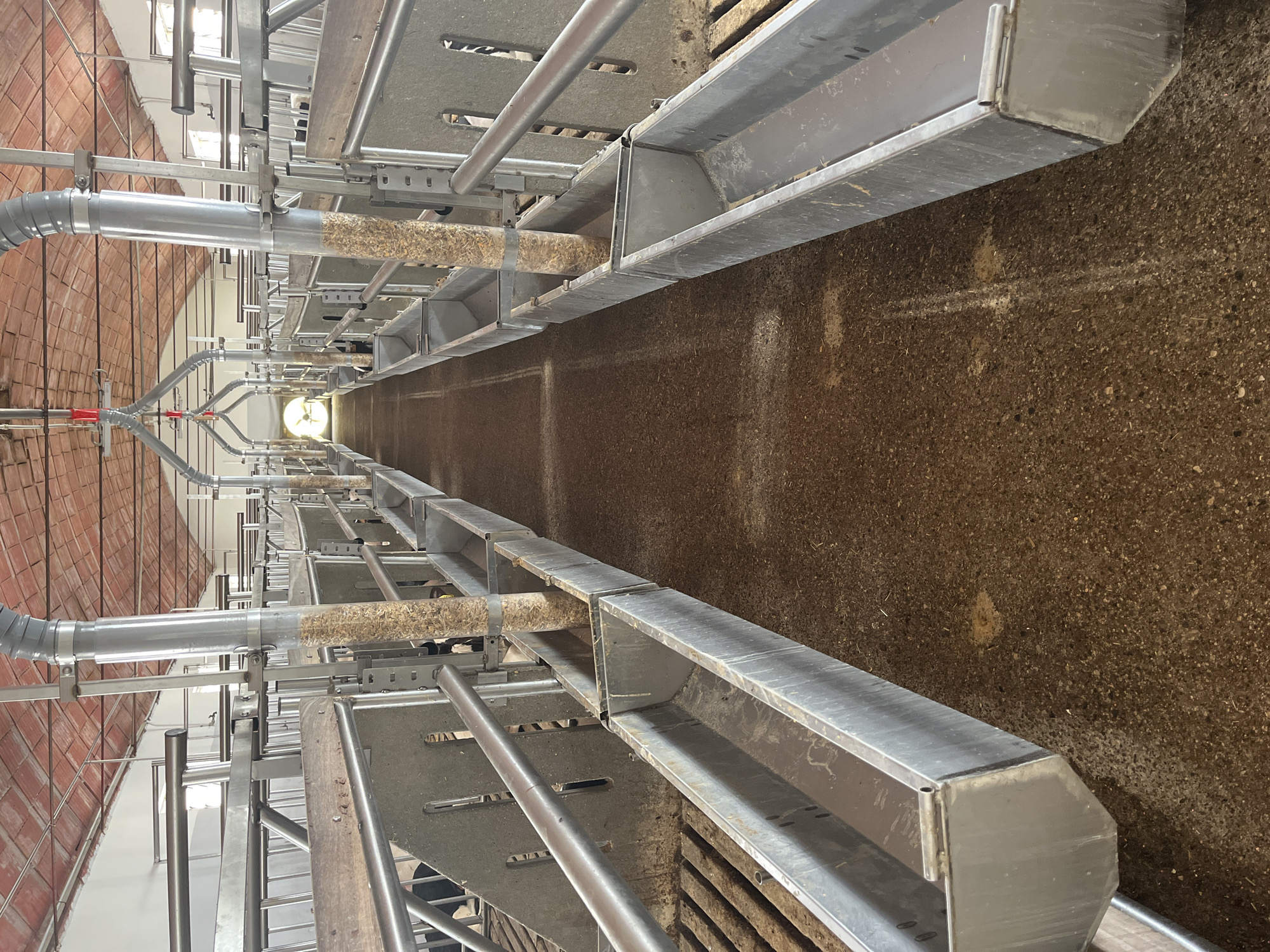 The image depicts the interior of a livestock facility, likely a pigsty or similar farm building, located in the city of Castiglione delle Stiviere, Italy. The perspective is from within a central aisle, looking down a long corridor lined with metal enclosures and feeding troughs.
The ceiling is covered with red tiles. The walls are white. The floor is composed of packed earth or a similar granular material, with some scattered feed or waste.
On either side of the central aisle, there are rows of individual stalls or pens, separated by metal bars and some wooden or plastic partitions. The metal structures appear to be part of a modern farming system.
Prominently featured are long, rectangular metal feeding troughs running parallel to the aisle on both sides. These troughs contain a liquid, possibly water or a feed slurry. Above the troughs, a system of vertical pipes, made of grey corrugated plastic, descends from the ceiling. These pipes are partially filled with a granular, light-colored material, likely animal feed. The pipes are supported by metal brackets attached to the side enclosures.
In the distance, at the end of the aisle, natural light streams in, suggesting an opening or large ventilation fan. The overall impression is one of a functional and maintained agricultural facility. No people are visible in the image.