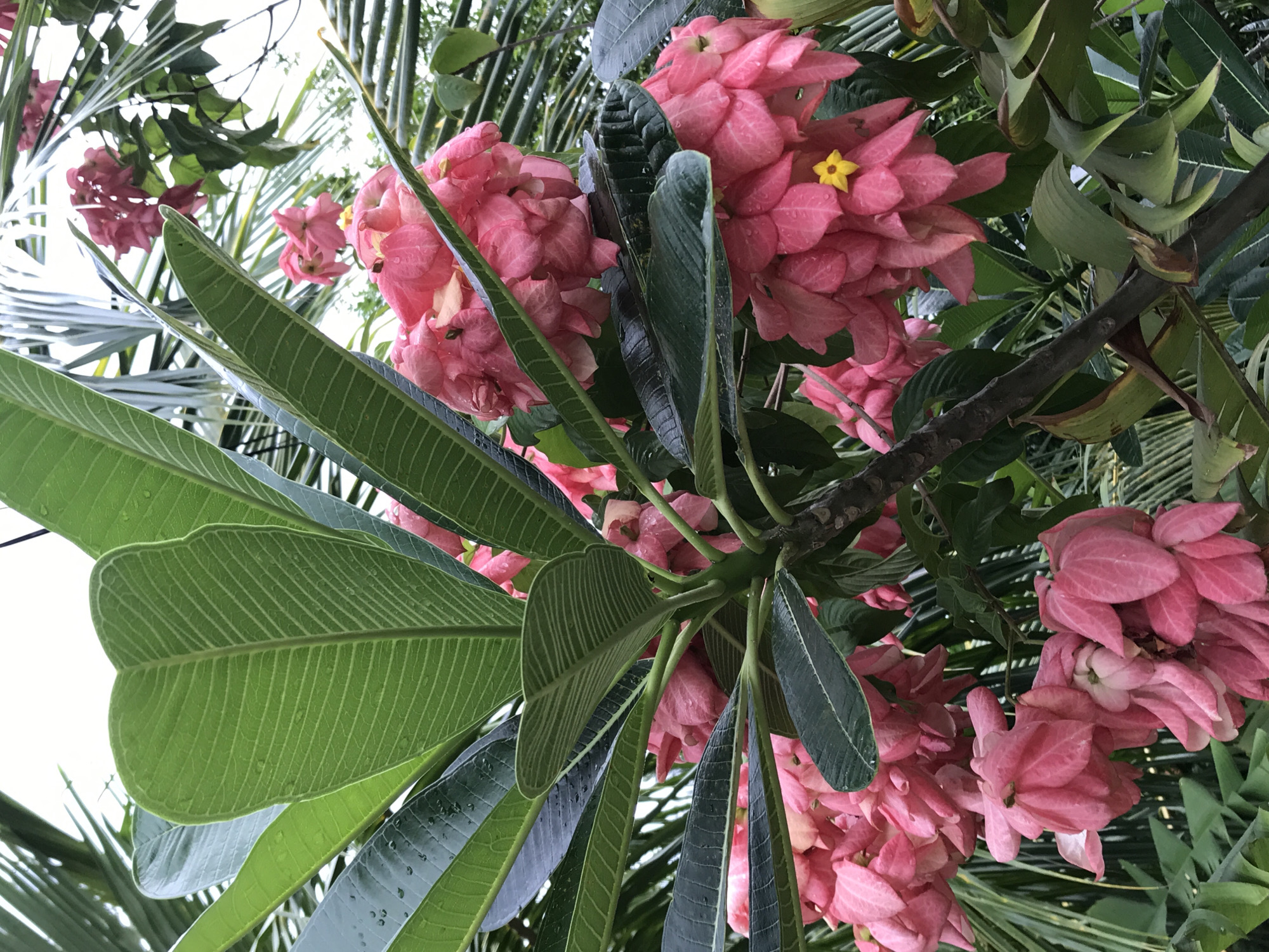 This media file captures a vibrant close-up of a flowering plant, likely a *Mussaenda* species, set against a lush, green background in Baan Mae Nam, Thailand. The dominant subjects are numerous clusters of large, bright pink bracts, which are modified leaves that resemble petals, and smaller, star-shaped yellow flowers peeking from within these clusters.
The plant features prominent, dark green leaves, many of which are adorned with visible water droplets, suggesting recent rain or heavy dew. The leaves exhibit clear venation patterns. The scene is viewed from a low angle, looking upwards into the foliage, with glimpses of a bright, overcast or very clear sky in the upper left and right corners.
In the background, out-of-focus green foliage, possibly palm fronds or similar linear leaves, adds depth to the tropical setting. The overall impression is one of natural beauty and freshness. There are no human subjects, activities, or visible text in the image. The bright lighting indicates it is daytime.
