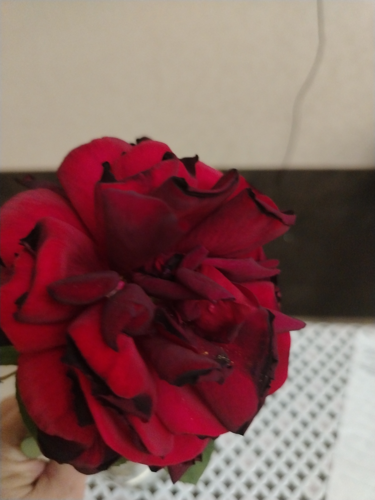 A close-up, overhead shot shows a deep red rose with velvety petals tinged with black at the edges. The rose is partially unfurled, revealing layers of tightly packed petals. The background is out of focus, with a plain, light-colored wall behind the flower and a darker, textured surface below. A white, patterned tablecloth is visible in the lower right corner. The image does not provide any information about the location in Adyge-Khabl, Russia, or any specific actions or interactions.