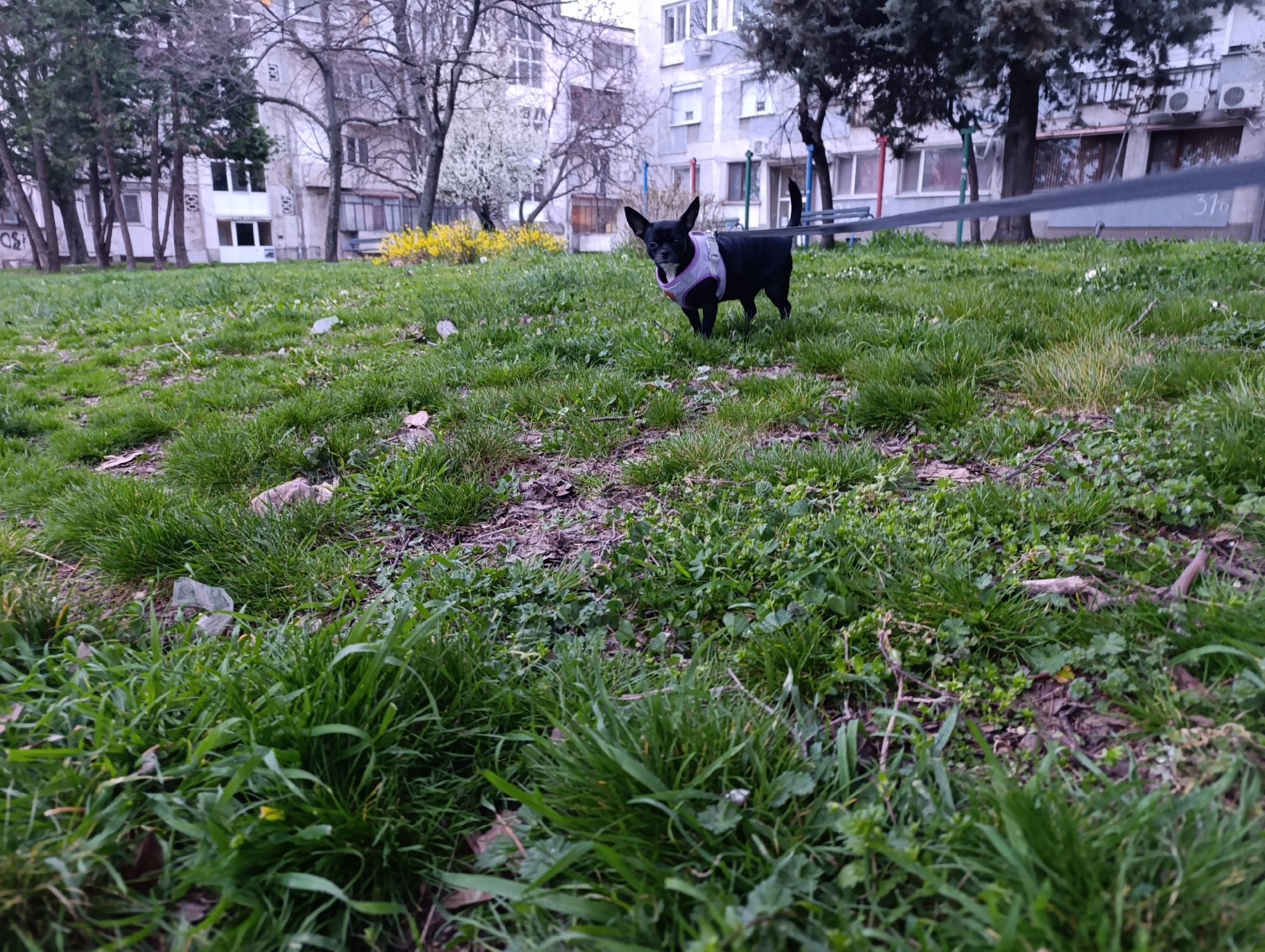 The image depicts a small black dog standing in a grassy area. The dog is wearing a light purple harness and is on a leash that stretches out of frame. In the background, there is a building with a facade composed of off-white horizontal panels, indicative of a residential area within Haskovo, Bulgaria. Other trees, some flowering, and shrubs are also visible in the background. The grass is a mix of green and brown, with patches of bare earth. The overall lighting suggests an overcast day. A utility wire marked "316" spans across the right side of the background.