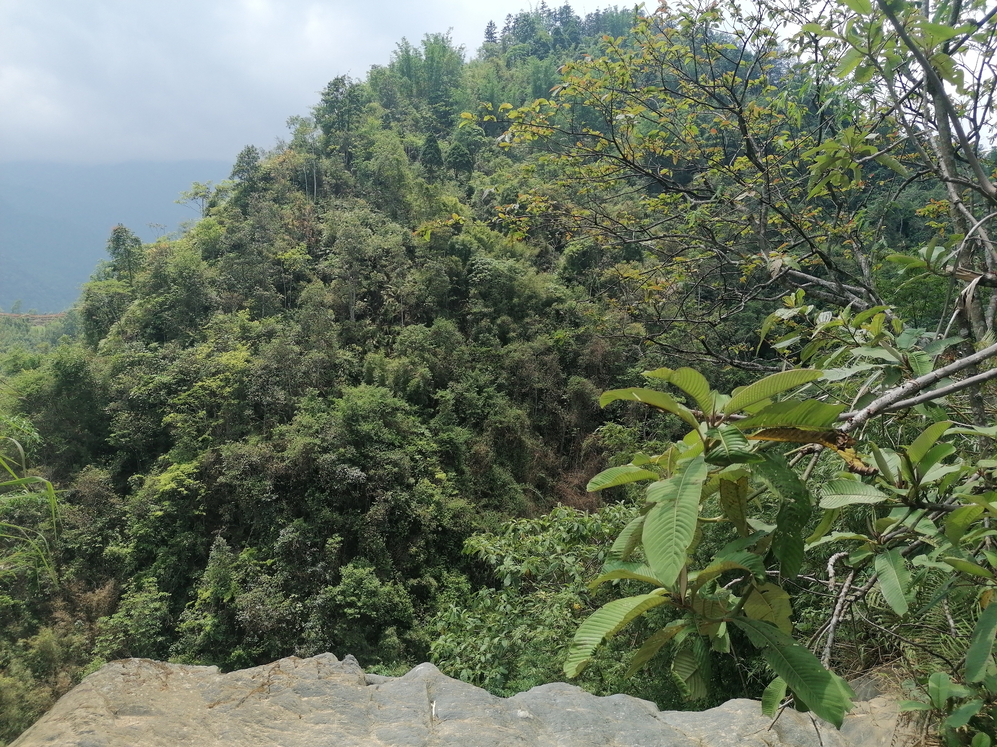 The image captures a vibrant, expansive natural landscape, likely a mountainous region. The scene is dominated by dense, lush green forestation covering steep hillsides under a soft, diffused light.
In the immediate foreground, a rough, grey rock ledge provides a natural viewpoint, suggesting the viewer is standing at an elevated position looking out and down. Several large-leafed plants with distinct veins and deep green coloration, some with lighter tips, are prominently featured on the right and bottom right, their branches extending into the frame. Other slender branches with smaller, lighter green leaves are visible further back on the right, framing the forest.
The midground is filled with a vast expanse of verdant trees, showcasing a variety of species and shades of green. Among these, clusters of tall, slender bamboo trees can be discerned, particularly towards the upper center and left, adding textural diversity to the forest canopy. The topography suggests a steep, undulating terrain, entirely covered in vegetation.
In the background, the dense forest continues, eventually giving way to a hazy, light blue-grey sky with subtle white cloud formations. Distant mountains or hills are visible, shrouded in atmospheric mist, blending into the pale sky and indicating a vast, expansive natural environment.
The time of day appears to be daytime, possibly late morning or early afternoon, with overcast or hazy weather creating soft, even lighting without harsh shadows. No human activity or visible text is present in the image, emphasizing the natural and untouched quality of the landscape. Given the provided context, this scene is characteristic of Cat Cat Village in Vietnam.