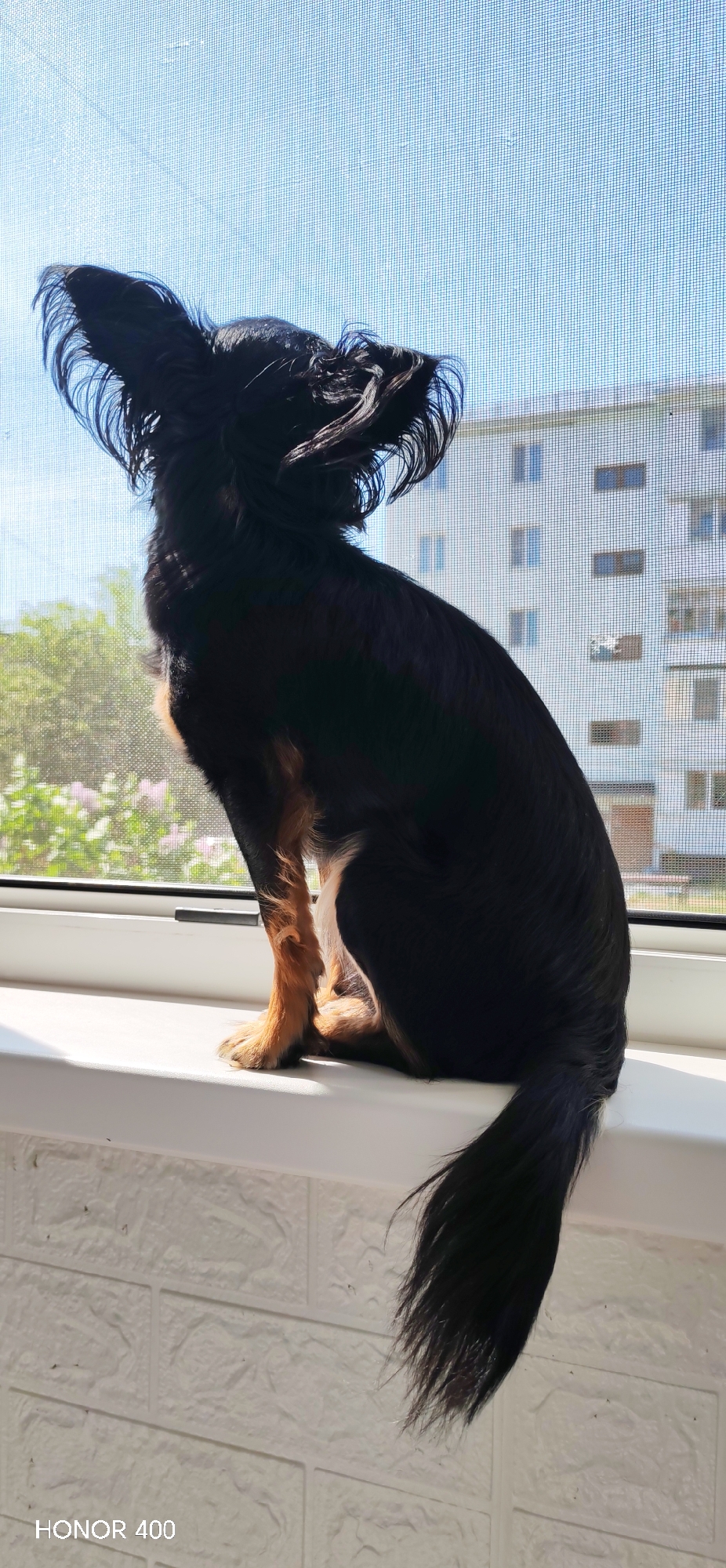 A long-haired black and tan dog sits on a white windowsill indoors, with a view of a building and foliage visible through a window. The dog is facing away from the camera, looking out the window. A white brick wall is visible beneath the windowsill. The inscription "HONOR 400" is visible in the lower left corner of the image. In the background, a light-colored, multi-story building is visible through a window screen, indicating that the image was likely taken in the city of Noviy, Russia.