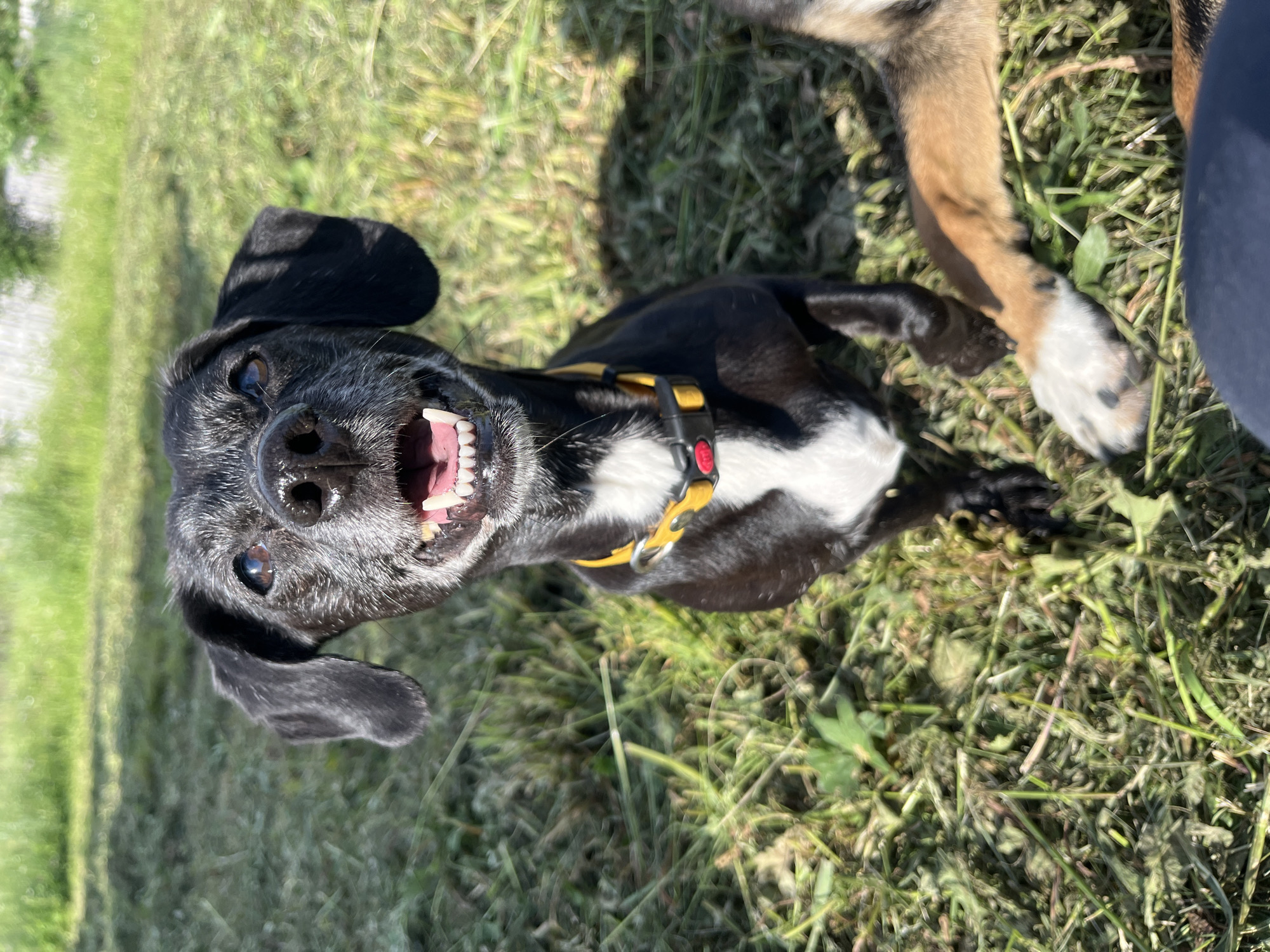 A black and white dachshund with graying fur around its muzzle and eyes is sitting in a grassy area, looking directly at the camera with its mouth open and tongue visible. It is wearing a yellow collar with a red clip. Another dog's paw, brown and white, is visible in the lower right corner of the frame, lying on the grass. The background consists of green grass and dappled sunlight, suggesting an outdoor setting. No specific location in Nizhny Tagil, Russia can be identified from the image.