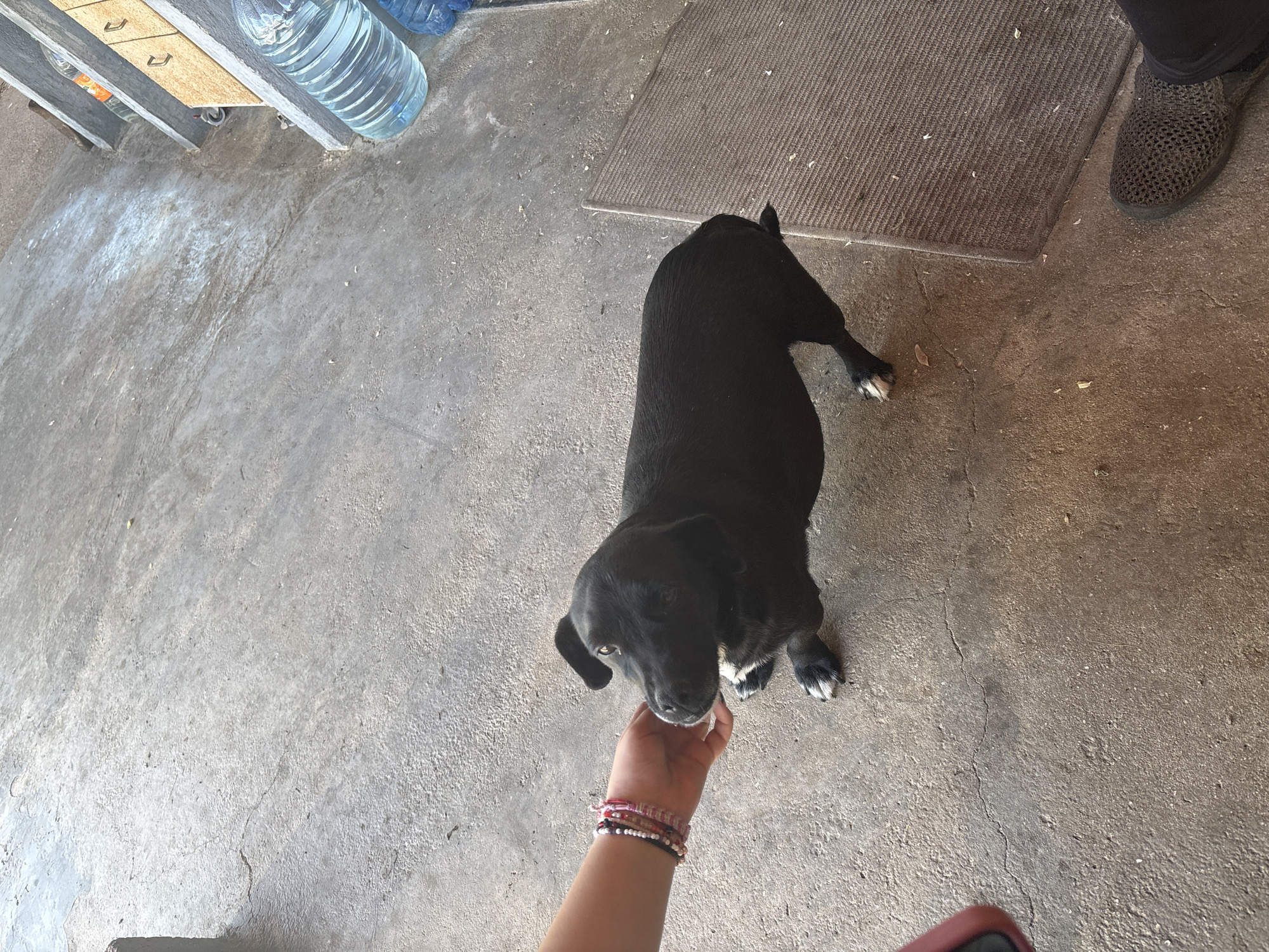 The image shows a black dog being petted by a person. The dog is standing on a concrete floor, and its front paws have white markings. The person's hand is visible in the foreground, wearing several bracelets. In the upper left corner, there are water bottles and a wooden structure. A doormat and a person's shoe are in the upper right corner. The location is outdoors and appears to be in Novo Zhelezare, Bulgaria.