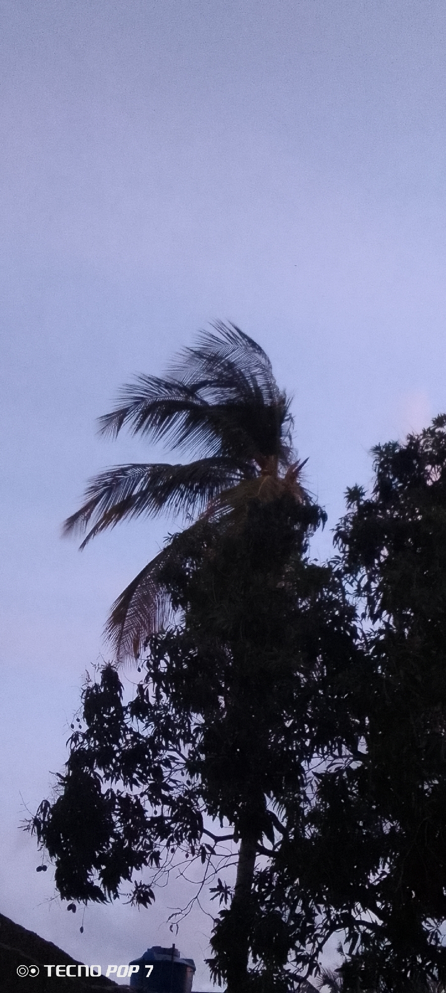 The image shows a view of trees in the evening. A palm tree with windblown fronds stands next to other trees with dense foliage, obscuring details of what lies behind. The sky is a muted blue. The bottom of the image shows an unidentified object near the bottom and the words "TECNO POP 7". The location is identified as Altagracia, Venezuela. No people, subjects, actions, or interactions are visible.