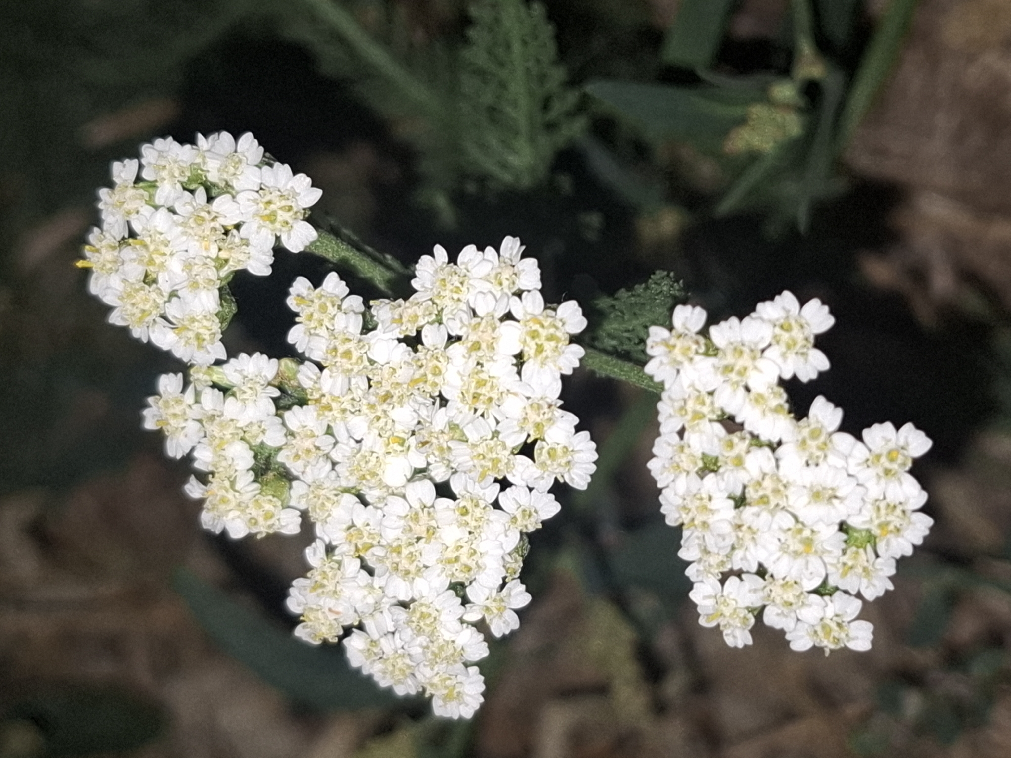 A close-up, high-angle shot captures a cluster of small white flowers with yellow centers, possibly yarrow, blooming on a green stem. The flowers are arranged in a corymbose inflorescence. The background is out of focus, showing dark green foliage and brown, earthy tones, suggesting an outdoor, natural setting. The image does not provide any specific landmarks or details that would indicate its location within the city of Almaty, Kazakhstan. There are no people, objects, or actions depicted in the scene.