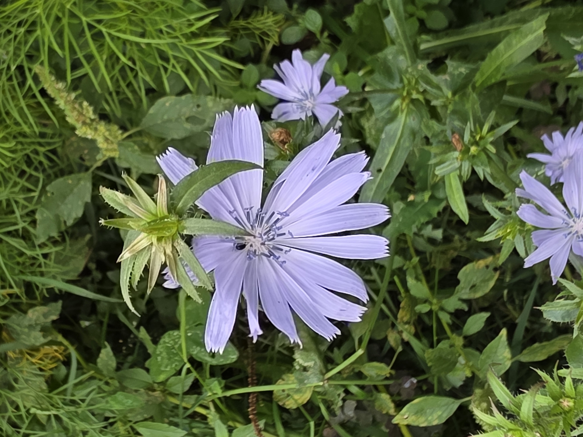 A close-up, eye-level shot shows two light purple wildflowers blooming among green foliage and grass. The larger flower in the foreground is in focus and displays numerous ray florets. A smaller, less distinct flower is visible to the right. The background is a blur of green vegetation. The image depicts a natural outdoor environment, likely a field or roadside. The location is specified as Речицы, Russia.