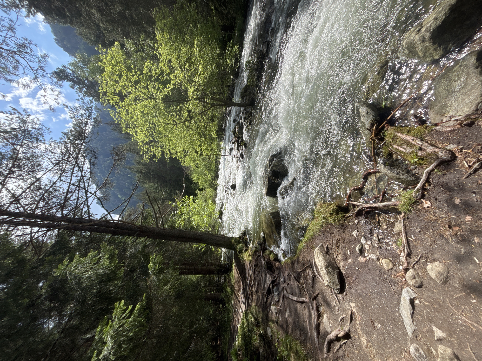 The image captures a natural landscape featuring a rushing river within a forested valley in Beli Iskar, Bulgaria. A swift-flowing river, characterized by white rapids and visible rocks, occupies the right and central portions, reflecting strong sunlight on its surface. To the left, a dirt path with numerous exposed tree roots and scattered stones runs parallel to the riverbank, bordered by moss-covered sections near the water. Dense coniferous and deciduous trees line both riverbanks, with one prominent tree exhibiting vibrant, bright green leaves standing either in the river or directly on its edge. Further back, heavily forested mountains rise, meeting a clear blue sky dotted with scattered white cumulus clouds. The scene is brightly illuminated by natural sunlight, creating distinct highlights on the water and dappled shadows on the path. No human figures or animals are visible.