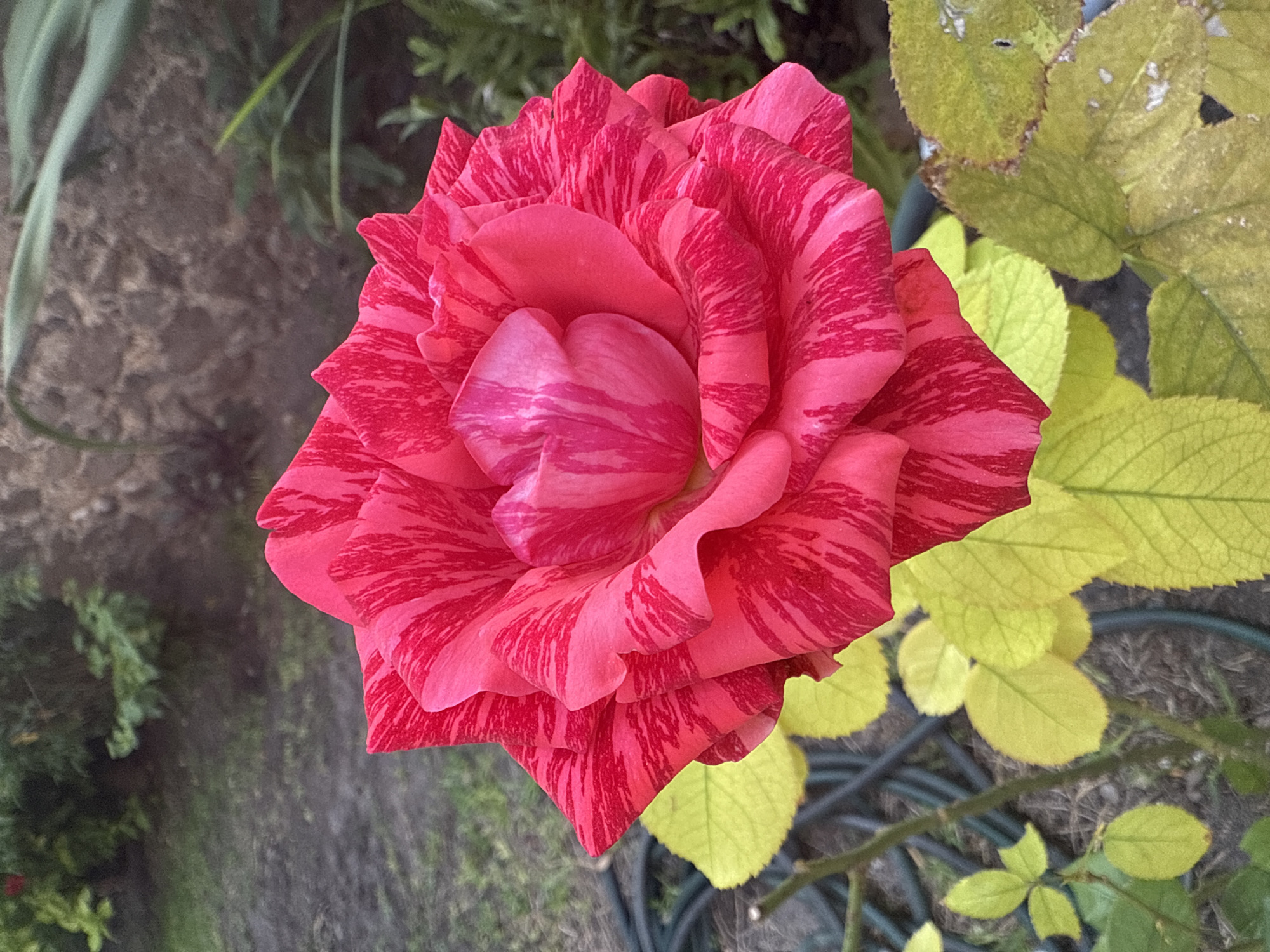 A close-up, high-angle shot captures a vibrant, variegated rose in full bloom, positioned centrally in the frame. The rose features striking petals with a rich, deep pink base color mottled with irregular streaks and patches of darker red, creating a striped appearance. The innermost petals display a softer, uniform pink hue.
Surrounding the rose are various elements of a garden setting. To the right and below the rose, several leaves are visible, predominantly in shades of pale yellow or lime green, with some showing minor blemishes or spots. A few healthy green leaves are also present further in the background. Thin, brown, thorny stems or branches of the rose bush can be seen intertwining among the leaves.
The background is largely out of focus, providing depth and emphasizing the rose. It consists of earthy tones suggestive of soil or ground cover, with hints of green foliage, possibly grass or other plants. A coiled green garden hose is partially visible in the lower right portion of the image, resting on the ground.
The lighting suggests it is daytime, with natural light illuminating the scene. No people or visible text are present in the image, and no specific activity is taking place beyond the natural state of the garden. The scene depicts a moment of natural beauty in a garden located in Xochitepec, Mexico.