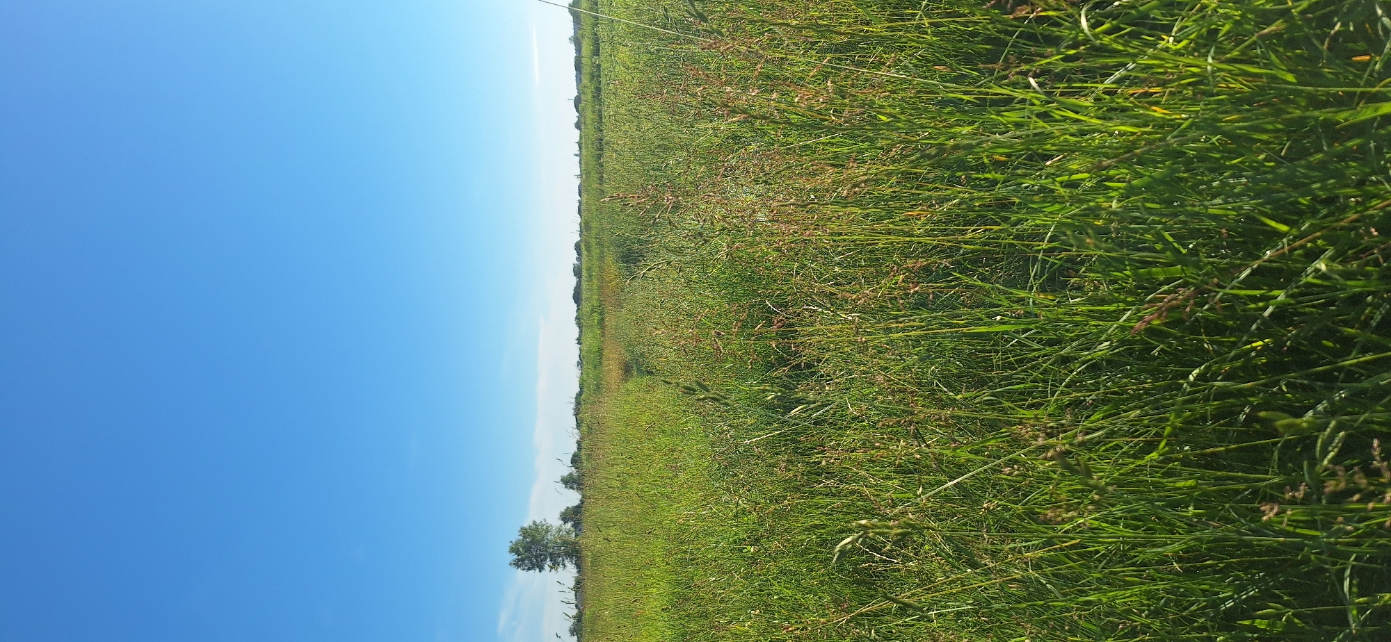 A vast, sunlit meadow extends towards a distant tree line under a clear, brilliant blue sky. The foreground is dominated by tall, green grass and seed heads, some of which are tinged with brown. A faint, winding path is visible in the middle ground, leading into the dense foliage. In the distance, a solitary tree stands against the horizon, flanked by a scattering of other trees and shrubs. The scene evokes a sense of natural serenity and openness, with no people or man-made structures immediately apparent in the vast expanse of the field.