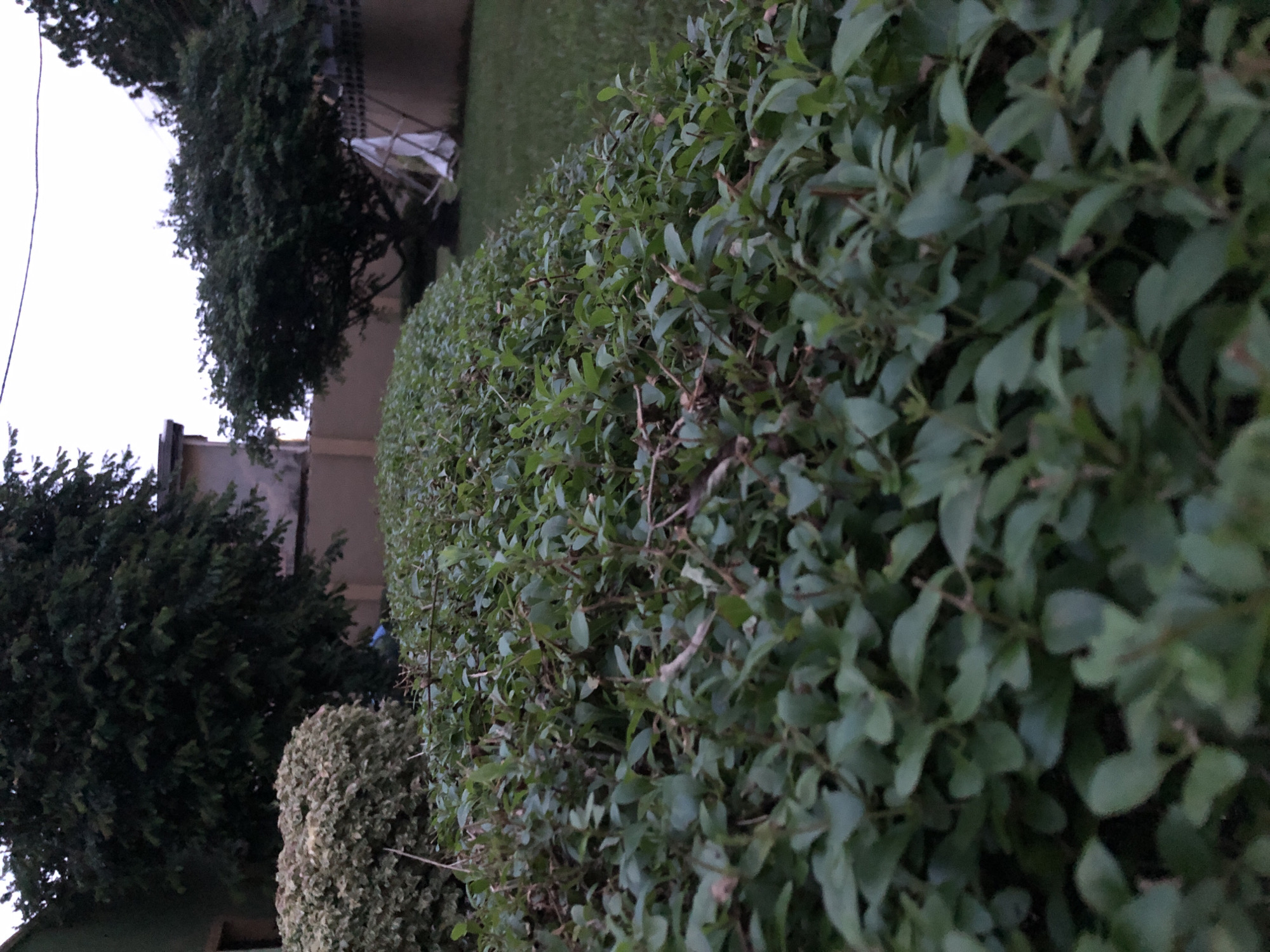 The image shows a dense hedge of green foliage in the foreground, extending diagonally from the bottom left to the top right of the frame. The leaves are small and oval-shaped, with thin, brown stems. Beyond the hedge, a well-maintained lawn is visible, with a large, leafy tree situated in the middle ground. The tree has a dark green canopy and a thick trunk. In the background, part of a building with a tan-colored wall and a darker roofline is visible on the left. On the right side of the frame, a fence constructed of dark, horizontal slats can be seen. A white piece of fabric, possibly a sheet or tarpaulin, is draped over a makeshift support structure near the tree. The sky is overcast, suggesting a dull or cloudy day. The scene appears to be a residential or garden area within the city of Lagos, Nigeria, given the typical vegetation and architectural style. There are no people or animals visible in the image.