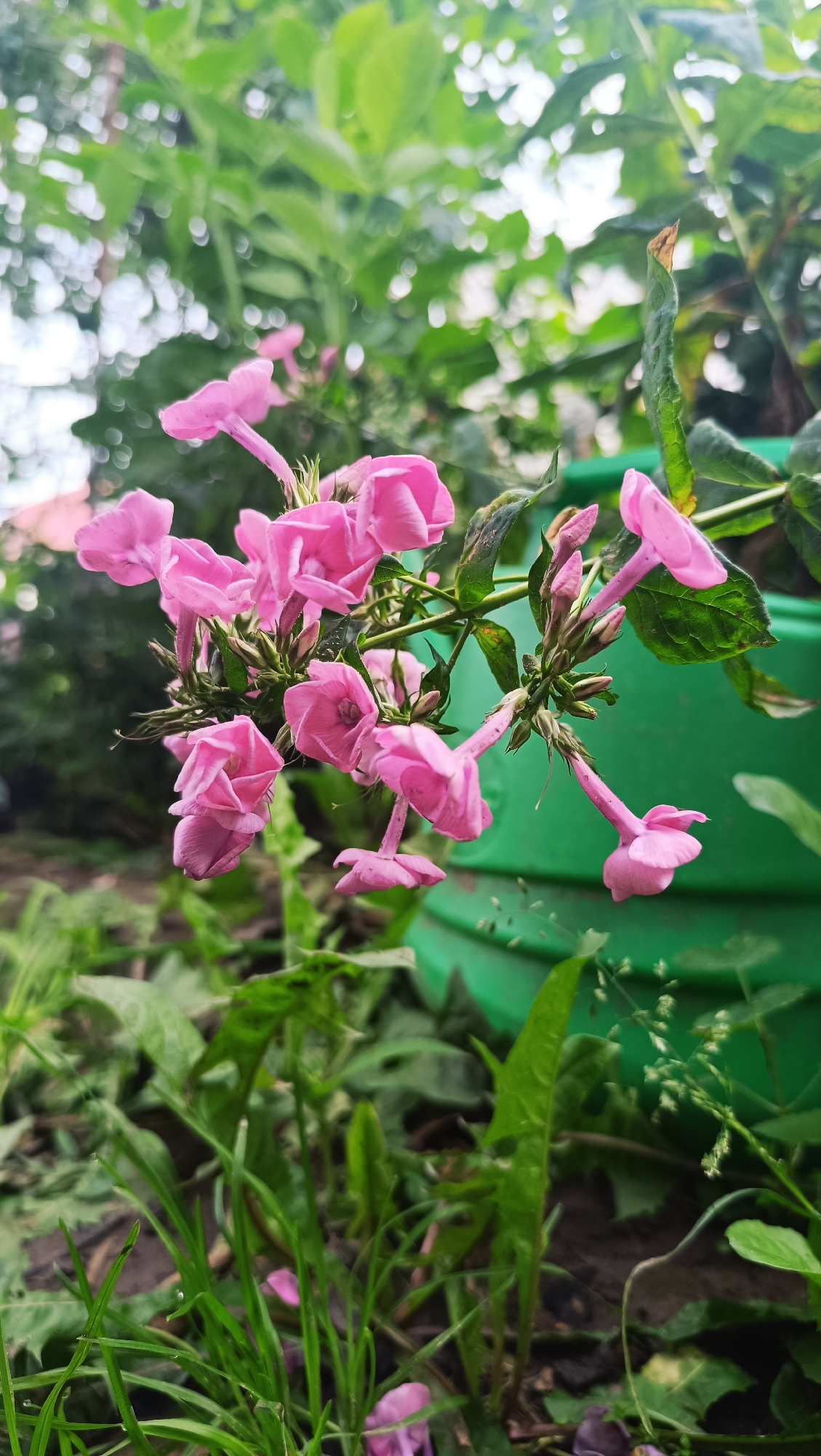A cluster of bright pink, tubular flowers with delicate petals is the focal point of this close-up, outdoor shot. The flowers are arranged on thin green stems, some drooping downwards, others reaching upwards. The background is softly blurred, showcasing lush green foliage and a vibrant green cylindrical object, possibly a planter or a decorative item. The ground below the flowers is covered with green grass and scattered fallen petals, indicating a natural or garden setting. The lighting suggests it is daytime, with soft, natural light illuminating the scene. The location in Karsha, Russia is not discernible from the image itself. There are no people or animals present.