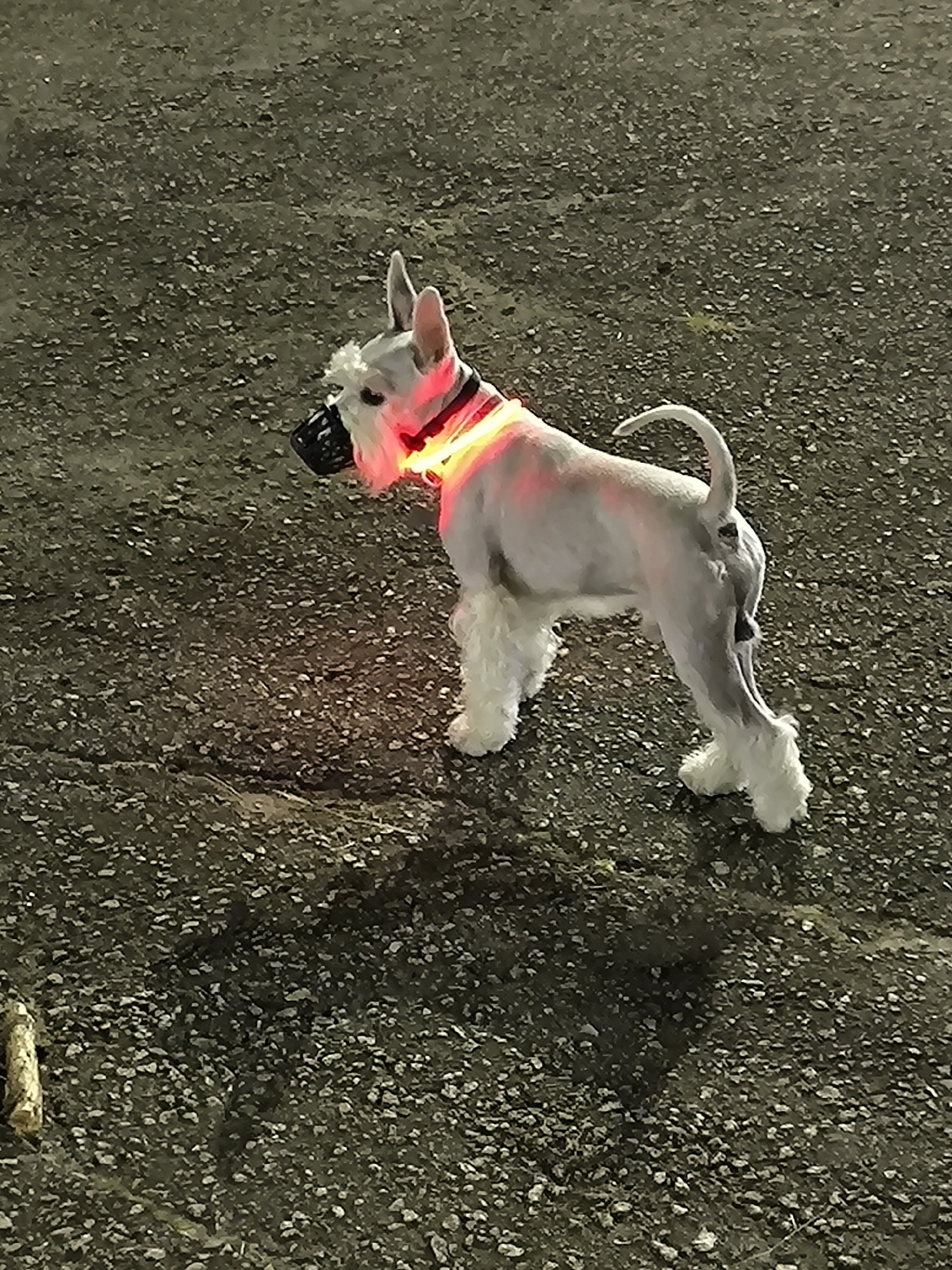 A white Schnauzer dog stands on a dark, pebbly ground. The dog wears a black muzzle and a red and yellow LED collar, which is illuminated. Its tail is curled upwards. The ground appears to be a road or path with small stones and dirt. A small piece of wood lies on the ground to the left of the dog. The lighting suggests it is nighttime or dusk.