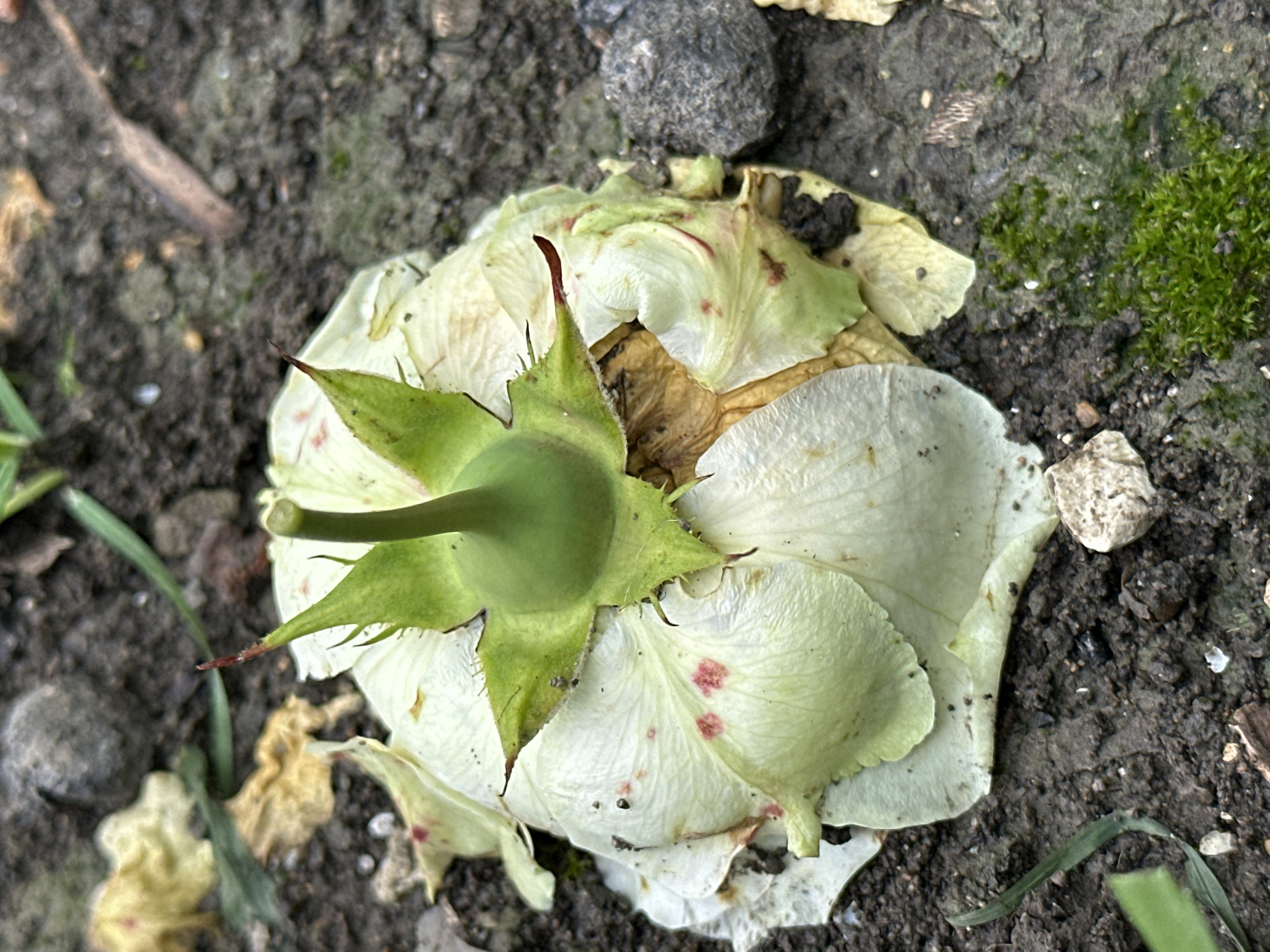 The image depicts a close-up, ground-level view of a wilted white flower lying on dark, damp soil. The flower's petals are crumpled and some have turned a yellowish-brown hue. Small reddish spots are visible on some of the petals. At the center of the flower, a green calyx with pointed lobes is prominent, topped by a short, stubby stem. The soil is textured with small stones and debris, and a few blades of green grass are present. In the background, more soil and a grey rock are visible. The lighting suggests an overcast day. The scene is devoid of any human presence or activity. The location is Yessentuki, Russia.