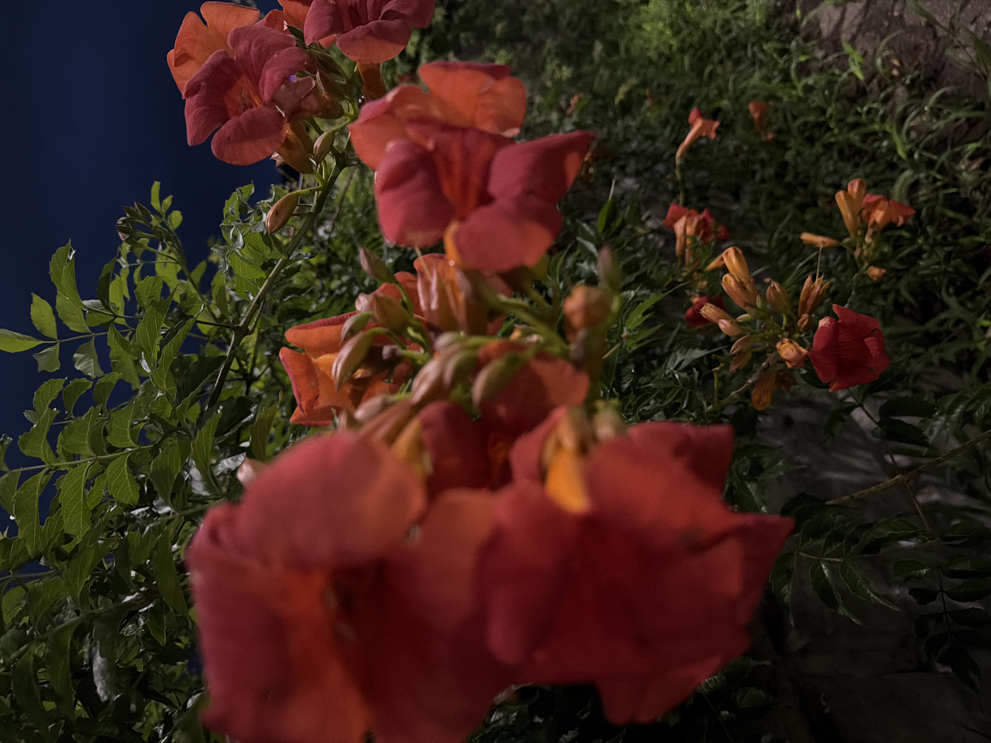 In the city of Dongducheon-si, South Korea, a close-up, low-angle shot captures a cluster of trumpet-shaped, red-orange flowers and green foliage against a dark blue night sky. The flowers, with their delicate, ruffled petals, are partially blurred due to the shallow depth of field, with the closest bloom dominating the left side of the frame. The background consists of the dark night sky and lush green leaves and vines, indicating an outdoor setting, possibly a garden or vine-covered wall. To the right, a cobblestone path is visible, suggesting a pathway or sidewalk. The overall mood is serene and nocturnal, with the flowers illuminated by an unseen light source, possibly artificial.
