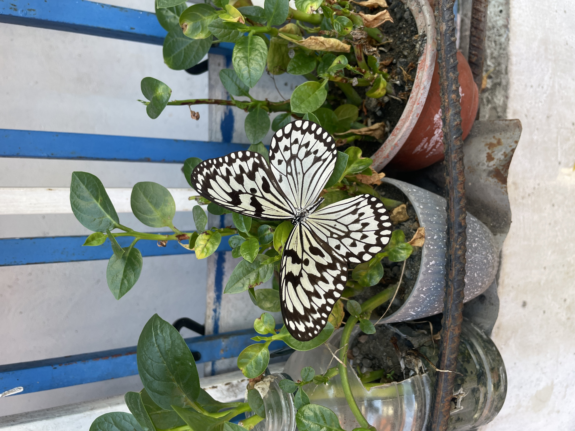 A black and white butterfly with intricate patterns rests on a green plant. The plant is in a potted container, and several other potted plants are visible in the background. A blue and white striped structure is behind the plants. The scene appears to be outdoors, possibly on a balcony or windowsill.