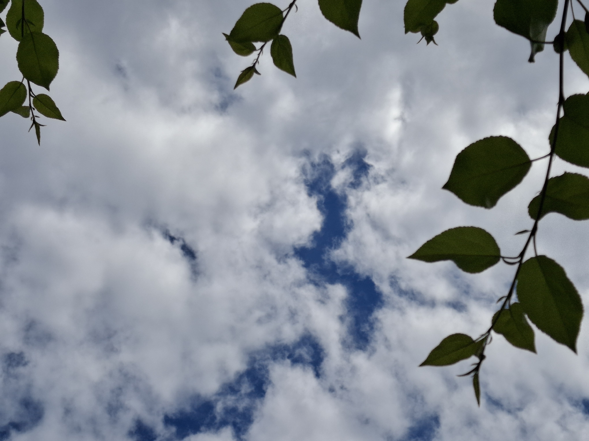 The image captures an upward view of a bright, partly cloudy sky framed by the dark silhouettes of tree branches and leaves. The foliage is positioned along the upper left, top, and right edges of the frame, creating a natural border. The leaves are dark green, appearing almost black due to being backlit, and are attached to slender branches. Some individual leaves show slight variations in green tones, suggesting light filtering through.
The sky is filled with white, fluffy cumulus clouds, interspersed with clear patches of deep blue sky, particularly visible in the central and lower right portions of the image. The clouds appear dense and bright, indicating daytime conditions. There is no discernible activity or event taking place, and no people or man-made objects are visible. The scene evokes a sense of peace and natural beauty, characteristic of an outdoor setting on a day with mixed sun and clouds. No text is visible in the image. This scene is set in Chaikovsky, Russia.