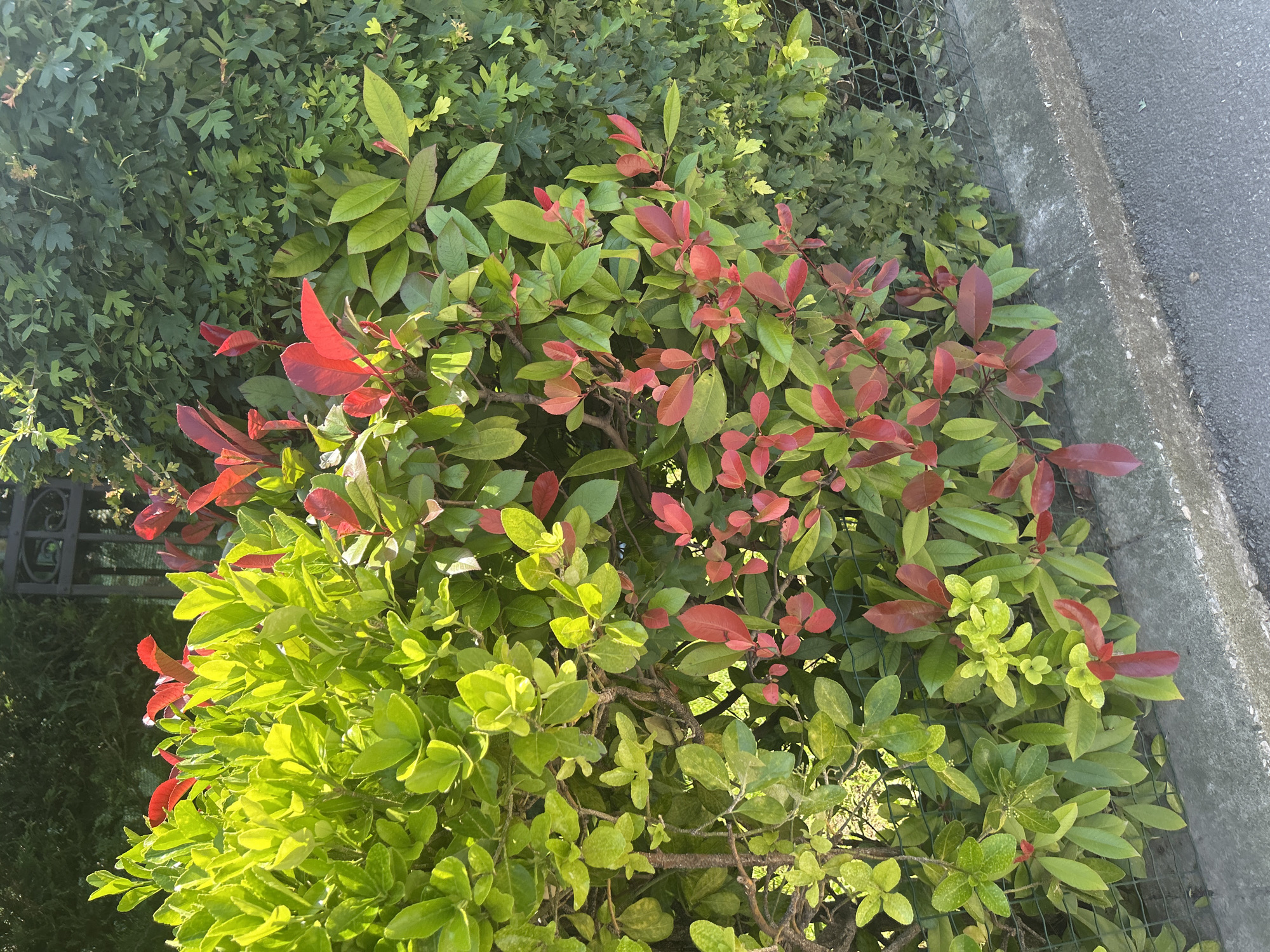 This media file shows a close-up, overhead view of a lush garden with a variety of green foliage. Prominent in the foreground are bright, lime-green leaves of a bushy plant, interspersed with branches bearing vibrant red leaves. Behind this, the foliage transitions to deeper green leaves, suggesting different plant species. A wire mesh fence runs horizontally through the middle of the frame, separating the garden from a concrete curb and a grey asphalt surface on the right side. The sunlight suggests it is daytime, casting gentle shadows on the leaves and highlighting their textures. The scene is calm and natural, evoking a sense of outdoor tranquility. There is no visible text in the image. The overall impression is of a well-maintained garden bordering a pathway or road, possibly in a residential or public area.