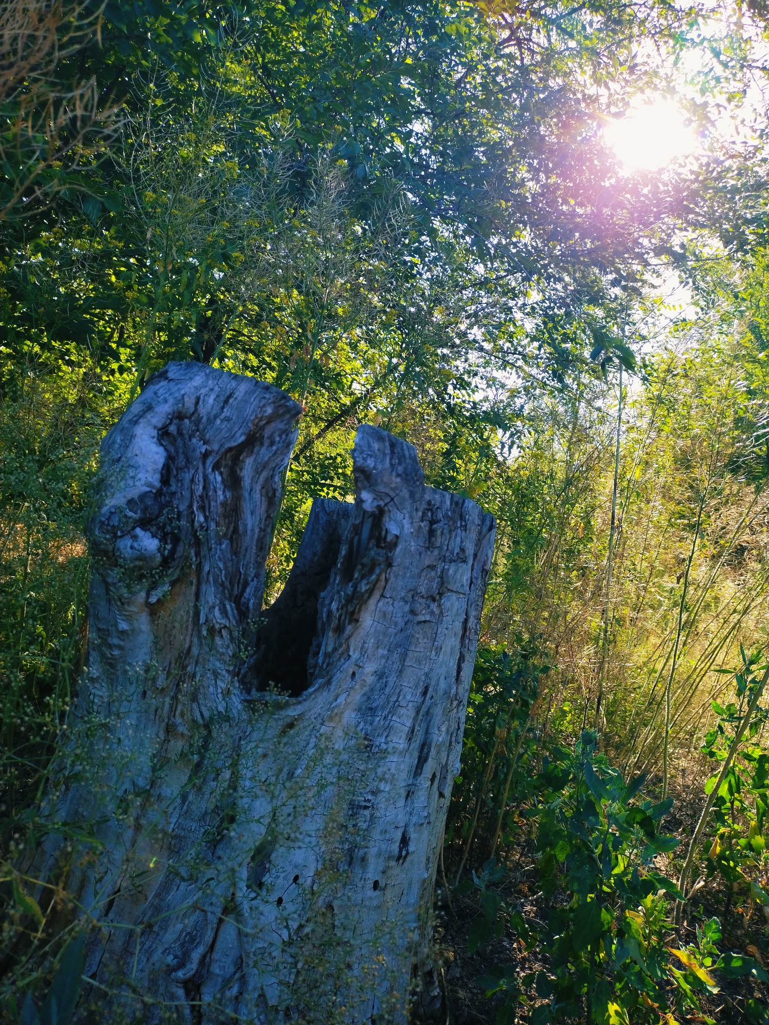 The image is a close-up, low-angle shot of a weathered, hollowed-out tree stump in a natural, outdoor setting. The stump is predominantly gray and textured, with deep fissures and a large opening in its center. It is surrounded by lush green foliage, including trees with dark green leaves in the background and lighter, feathery plants and grasses to the right and front. Sunlight filters through the leaves from the upper right, creating lens flare and highlighting the bright green and yellow tones of the vegetation. The overall impression is one of natural decay and vibrant growth. The image does not contain any people or any identifiable objects that would indicate a specific location within the city of Horishni Plavni, Ukraine.