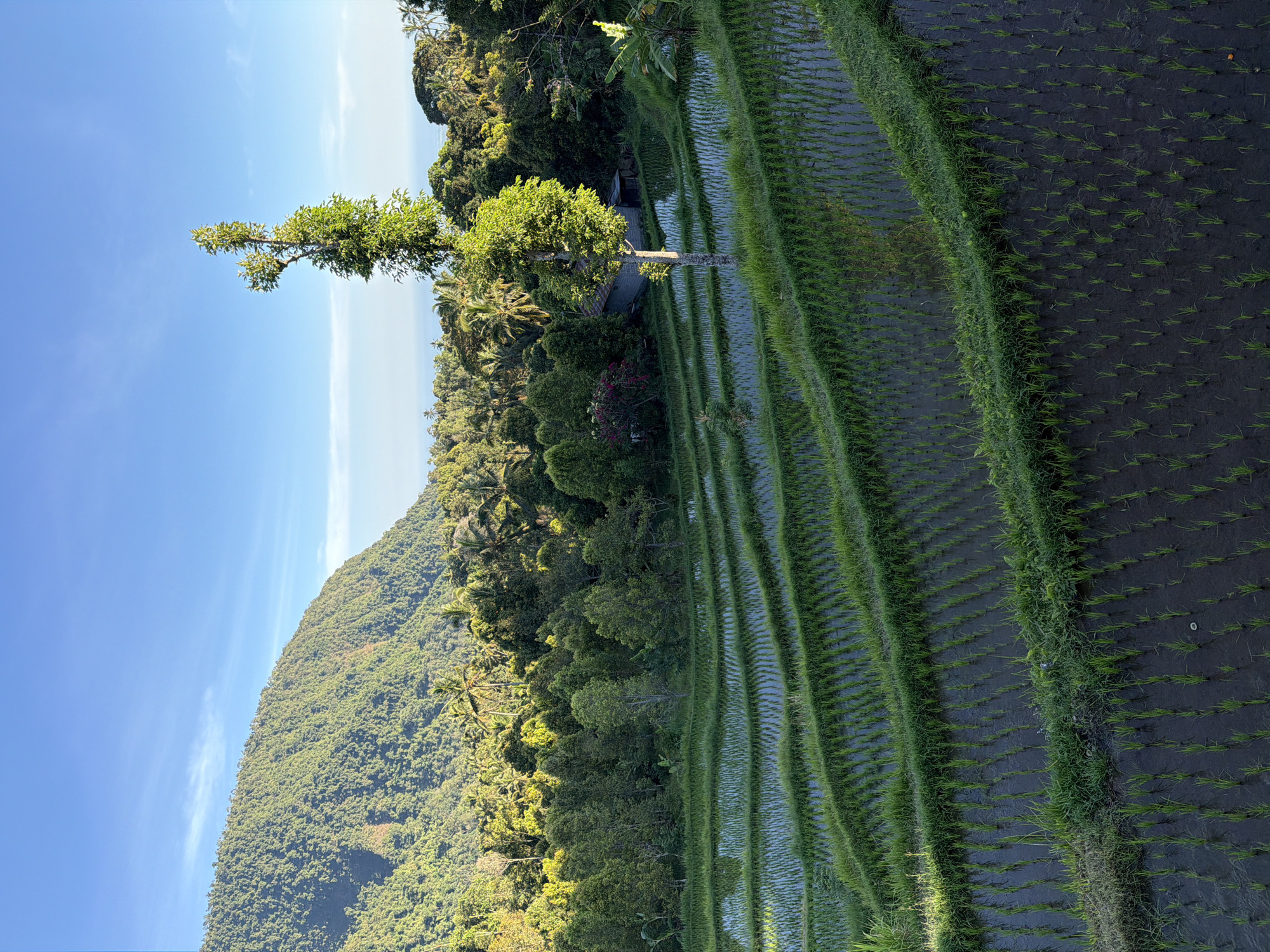 A wide-angle shot captures a lush, terraced rice paddy landscape bathed in the golden light of early morning or late afternoon. The foreground is dominated by neat rows of young rice plants growing in flooded paddies, their green stalks sharp against the dark, reflective water. These terraces create a layered effect, stepping down a gentle slope. Beyond the rice fields, a dense forest of tropical trees, including palm trees, creates a vibrant green backdrop. In the middle ground, a single, tall tree stands prominently near a small, weathered building with a corrugated metal roof, suggesting a rural dwelling or storage structure. Further in the distance, a sloping, tree-covered mountain rises majestically, its slopes covered in verdant vegetation. The horizon is marked by a sliver of the ocean, gleaming under a clear, pale blue sky with wisps of white clouds. The scene evokes a sense of tranquility and the natural beauty of a rural Indonesian setting, likely in or around Sawan, Indonesia, known for its picturesque rice terraces. There are no people or animals visible in the image.