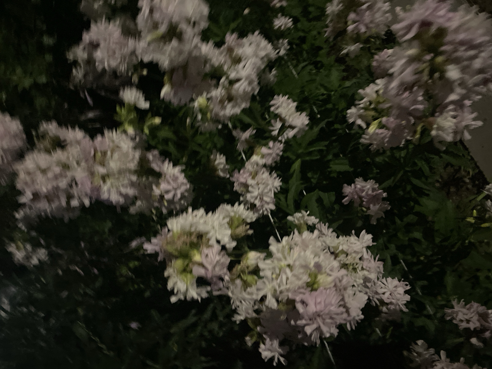 The image is a close-up, blurry, and underexposed photograph of a cluster of light pink and white flowers with green foliage. The flowers appear to be in bloom and are densely packed together. The background is dark and out of focus, suggesting a nighttime setting. There are no people, animals, or any discernible man-made objects in the image. The scene appears to be outdoors, likely in a garden or natural setting. The location in Krasnogorsk, Russia is not visually represented in the image itself.