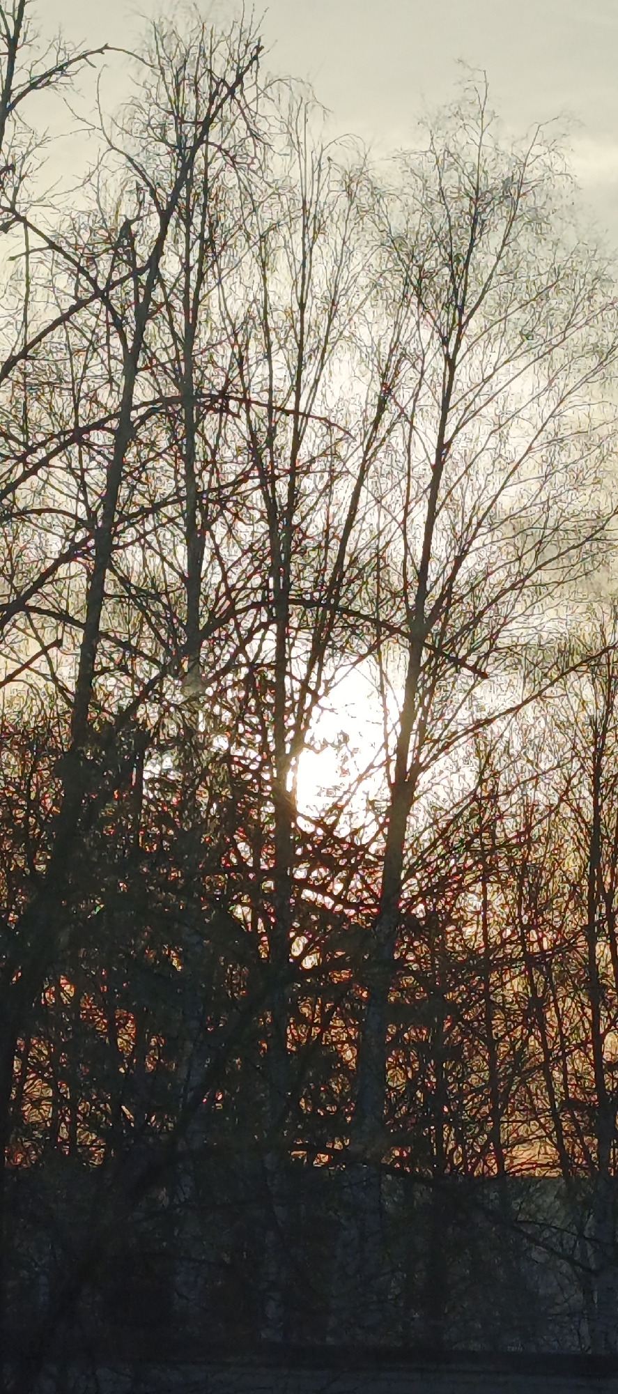 The image shows a view through bare trees, with the sun appearing as a bright spot shining through the branches. The location is Chaikovsky, Russia. The foreground is dominated by the dark silhouettes of tree trunks and branches. The sky in the background is a pale, overcast color, with the sun visible. There are no people or animals visible. The trees have no leaves. The interaction is the sun shining behind the trees.