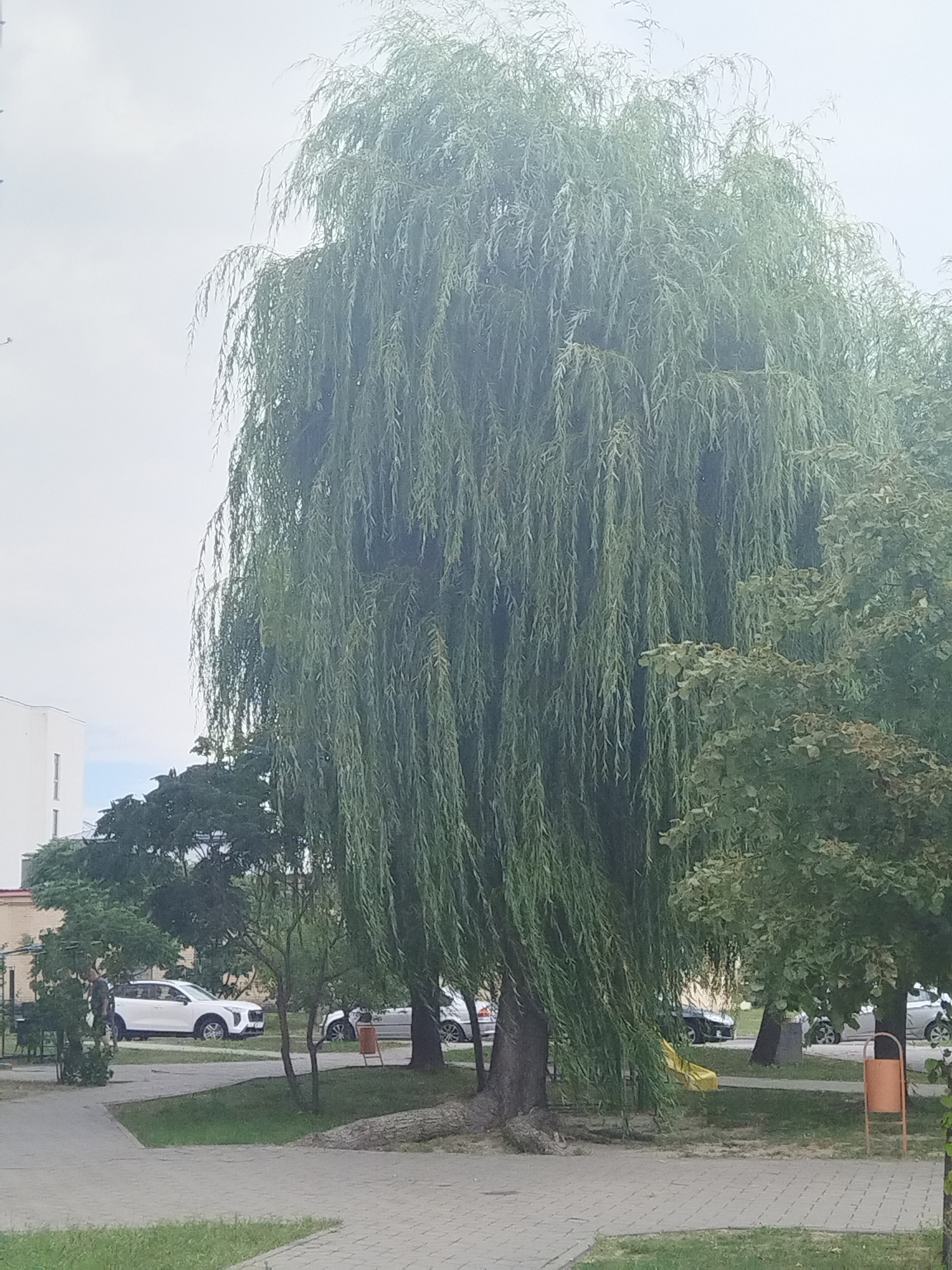 A large weeping willow tree dominates the center of the frame. The tree has a thick trunk and branches that drape downwards, covered in dense green foliage. To the left of the willow, a modern white building with a minimalist design stands. Further left, a white SUV is parked on a paved surface adjacent to a grassy area. A person in dark clothing is visible near the SUV, appearing to interact with it. To the right of the willow, other trees with lighter green leaves are present, and a yellow slide is partially visible. An orange trash can on legs is situated in the grassy area to the right of the willow. The scene appears to be an outdoor urban environment, possibly a park or residential area in the city of Brest, Belarus, given the architectural style and common urban landscaping. The sky is overcast.