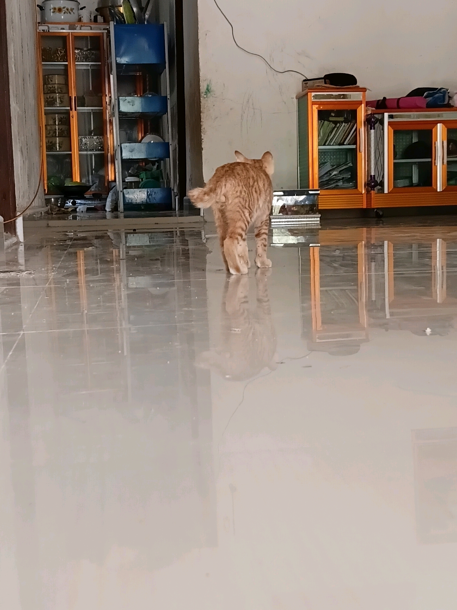 The image shows an indoor scene with a ginger tabby cat walking away from the camera. The cat is in the foreground, walking on a highly reflective tiled floor. Behind the cat, there are several pieces of furniture. To the left is a tall, narrow cabinet with orange-framed doors and glass panels, displaying various containers and items. Next to it is a blue, open shelving unit with several shelves holding objects. To the right is a lower, wider cabinet with orange frames and glass doors, also containing items. The walls appear to be a light color, with some scuff marks and what looks like a cable running along the wall. The overall impression is of a domestic interior, possibly a kitchen or storage area, with the reflective floor creating strong reflections of the cat and furniture. The scene is located within a building in Gilirang, Indonesia.