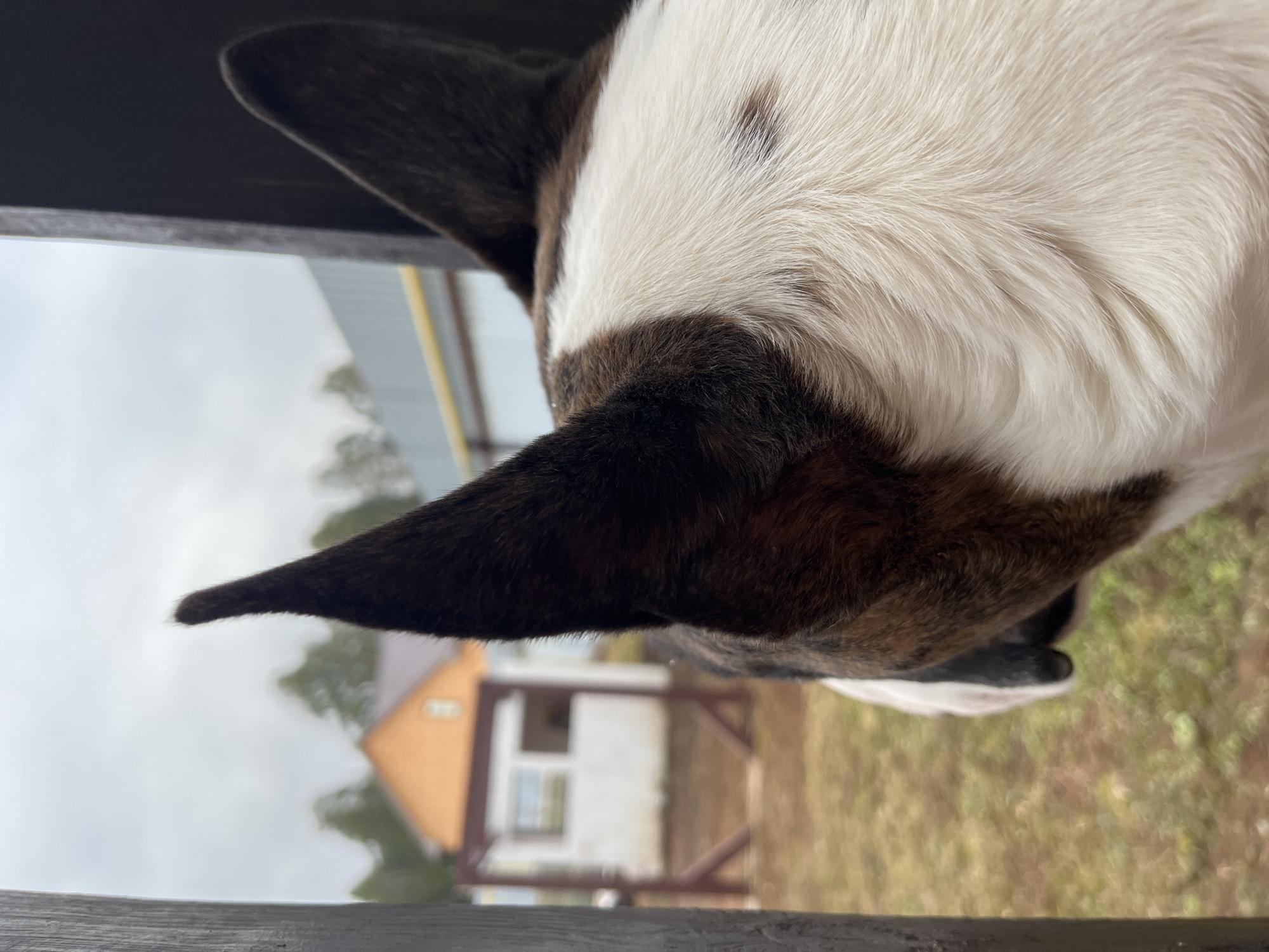 The image presents a close-up, sideways view of a dog's head, appearing to look over a dark wooden railing or fence. The dog exhibits a distinct fur pattern with prominent dark brown, almost black, ears and a mix of white and brown-brindle fur on its head and neck. The top of its head and cheek are predominantly white, interspersed with a few darker spots. The dog's left ear is sharply pointed and clearly visible in the upper left of the frame. Its gaze seems to be directed away from the viewer, towards the left of the image.
The setting is an outdoor environment, likely a rural or suburban backyard in Chaikovsky, Russia, under an overcast or cloudy sky, indicating daytime. In the background, several structures are visible. To the left, a building with an orange-pitched roof stands out, partially obscured by trees. Towards the center, a smaller white building with a dark-framed window is seen, behind what appears to be a dark metal fence or gate. Sparse trees and green-brown foliage are scattered across the distant landscape. Another wooden rail or structure, similar to the one the dog is looking over, is visible in the bottom foreground. No text is visible in the image.