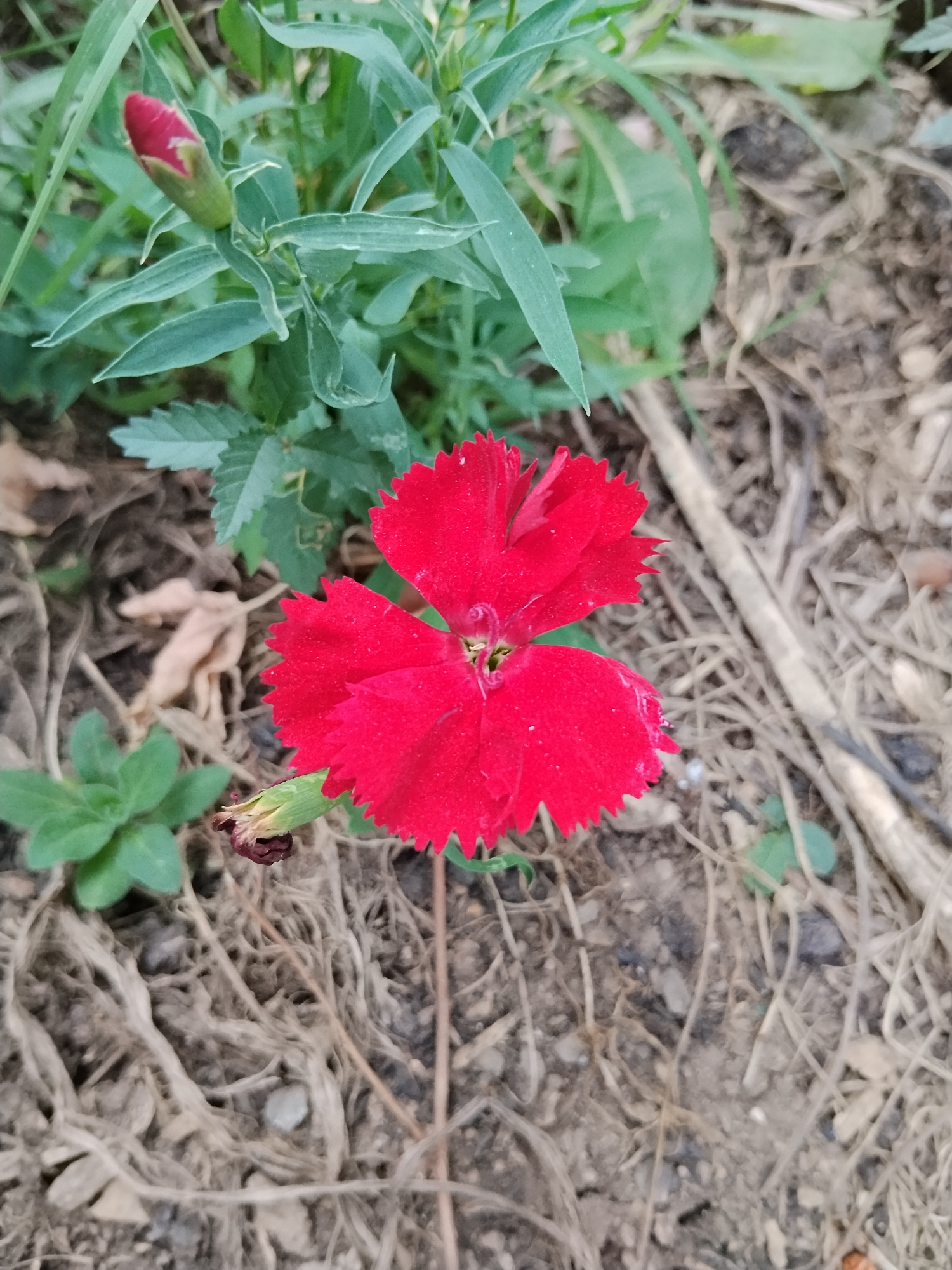 A close-up, high-angle shot captures a solitary red flower in bloom, centered within the frame. The flower, with its serrated petals, appears to be a dianthus. To the left of the main bloom, a red bud is visible, still enclosed by its green sepals, indicating the plant is in its flowering stage. The flower and bud are surrounded by slender, green leaves. The ground beneath is composed of dry soil and organic matter, with fallen leaves and twigs scattered throughout. The overall impression is of a small, natural patch of flora, possibly in a garden or park setting. The scene provides no specific visual cues to determine its location within Kokshetau, Kazakhstan.