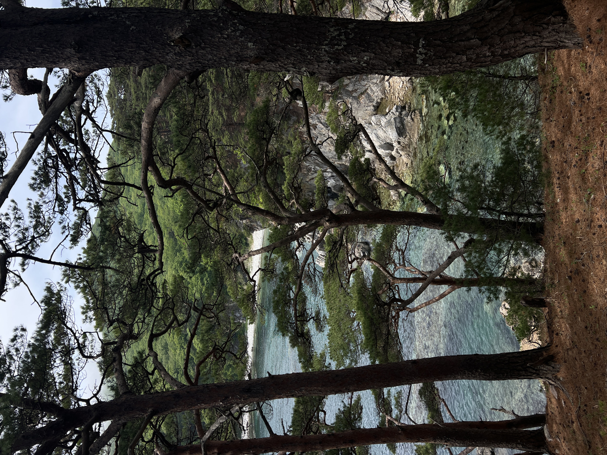The image shows a view of a beach and coastline in Mayak Gamov, Russia, seen through a cluster of pine trees. The foreground is dominated by the dark, textured trunks and branches of the trees, framing the scene. Beyond the trees, the turquoise water of the sea is visible, with rocky cliffs and a strip of sandy beach lining the shore. The vegetation on the cliffs is lush and green, suggesting a forested or wooded area. The sky is partially visible through the branches, appearing light blue. The photograph is taken from a high vantage point, looking down towards the sea.