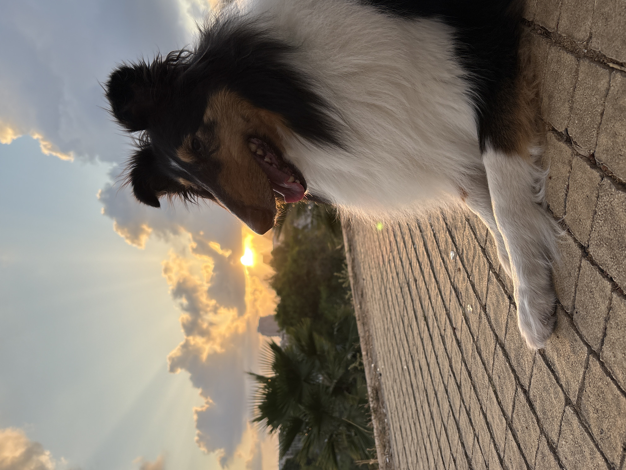A medium shot, taken outdoors, captures a dog and a sunset. The dog, predominantly white with black markings on its head and back, is positioned in the right half of the frame, with its front paws resting on a grey, patterned brick surface. The dog appears to be panting, as its mouth is slightly open and its tongue is visible. The background features a sunset, with the sun peeking through a gap in the clouds, casting golden rays across the sky. Palm trees and other foliage are visible below the clouds. The location appears to be Tel-Aviv, Israel, based on the presence of palm trees and the urban architecture. The image is well-lit, and the composition emphasizes the dog against the backdrop of the sunset.