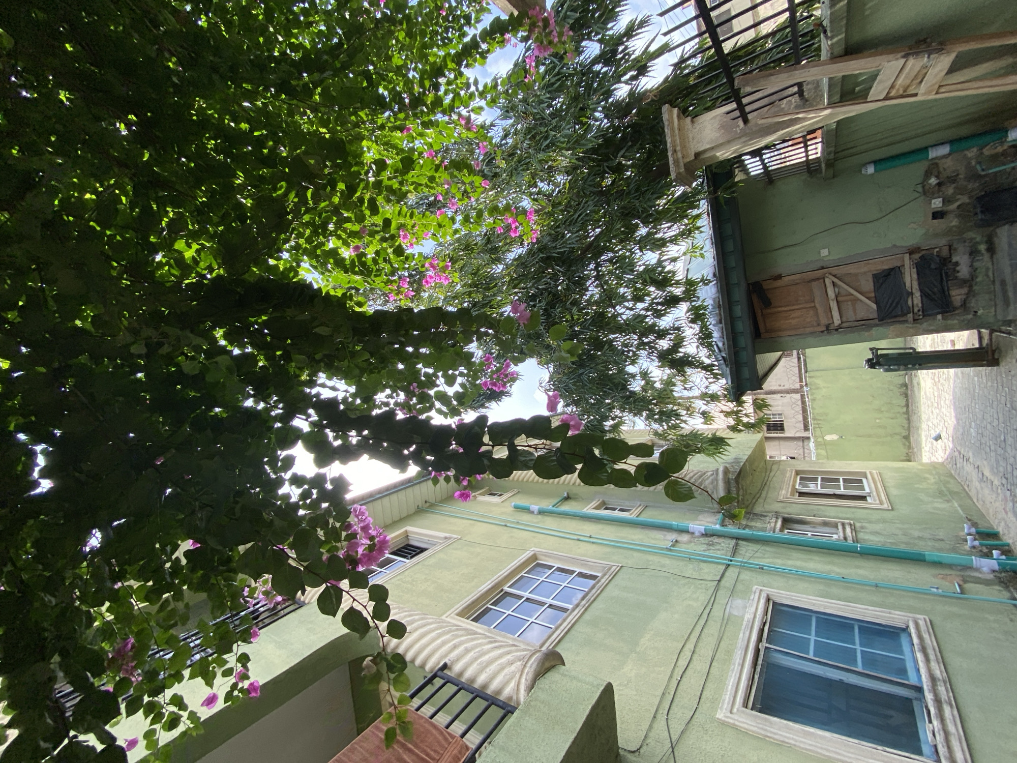 The image presents a low-angle view looking upwards towards a light green building, significantly framed and partially obscured by dense green foliage. Lush green leaves dominate the foreground and upper portions of the image, appearing backlit by bright sunlight, indicating daytime. Scattered throughout the foliage are clusters of vibrant pink bougainvillea flowers, adding a pop of color. Another type of plant with narrow, possibly bamboo-like, leaves is also visible.
The building's exterior is painted in a muted light green or mint green, showing some signs of weathering and staining. Multiple windows with white or light-colored frames are visible on the facade, featuring grid patterns in their glass panes. Below one of the upper windows, there is a distinctive fluted or corrugated architectural element. A light green pipe system runs horizontally along the exterior wall, with smaller white pipe fittings visible.
Other parts of the building reveal a rustic wooden door, some black bags (possibly refuse), and a section of a black metal railing. Some rough wooden structures are also present above the door. A paved area, likely an alley or courtyard, is visible on the ground to the right of the building, extending towards another structure in the background.
No people or explicit activities are visible in the image. The bright light filtering through the leaves suggests clear weather conditions during the day. The architectural style, exterior plumbing, and tropical flora point to an urban or semi-urban residential setting in Ado, Nigeria. No visible text is present.
