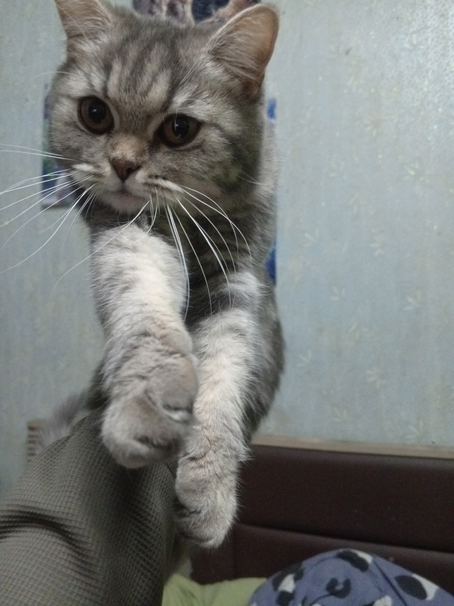 A gray tabby cat with amber eyes is being held up. The cat's paws are extended toward the viewer. The cat is on top of an olive green fabric. A wall is in the background with a subtle floral pattern. There is a dark brown surface, possibly a piece of furniture, in the lower right of the frame. The photograph may have been taken in Puchezh, Russia, as specified.