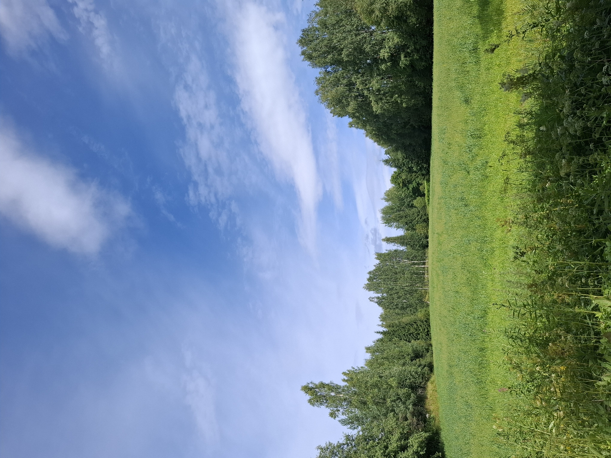 The image shows a vibrant green field in Mikkeli, Finland, under a bright blue sky with scattered white clouds. A dense line of trees, a mix of deciduous and coniferous varieties, borders the field in the background. The foreground features taller, wilder vegetation, with some plants casting shadows on the field. There are no people or animals visible in the scene, and no specific actions are depicted. The environment is natural and appears to be a rural or semi-rural area.