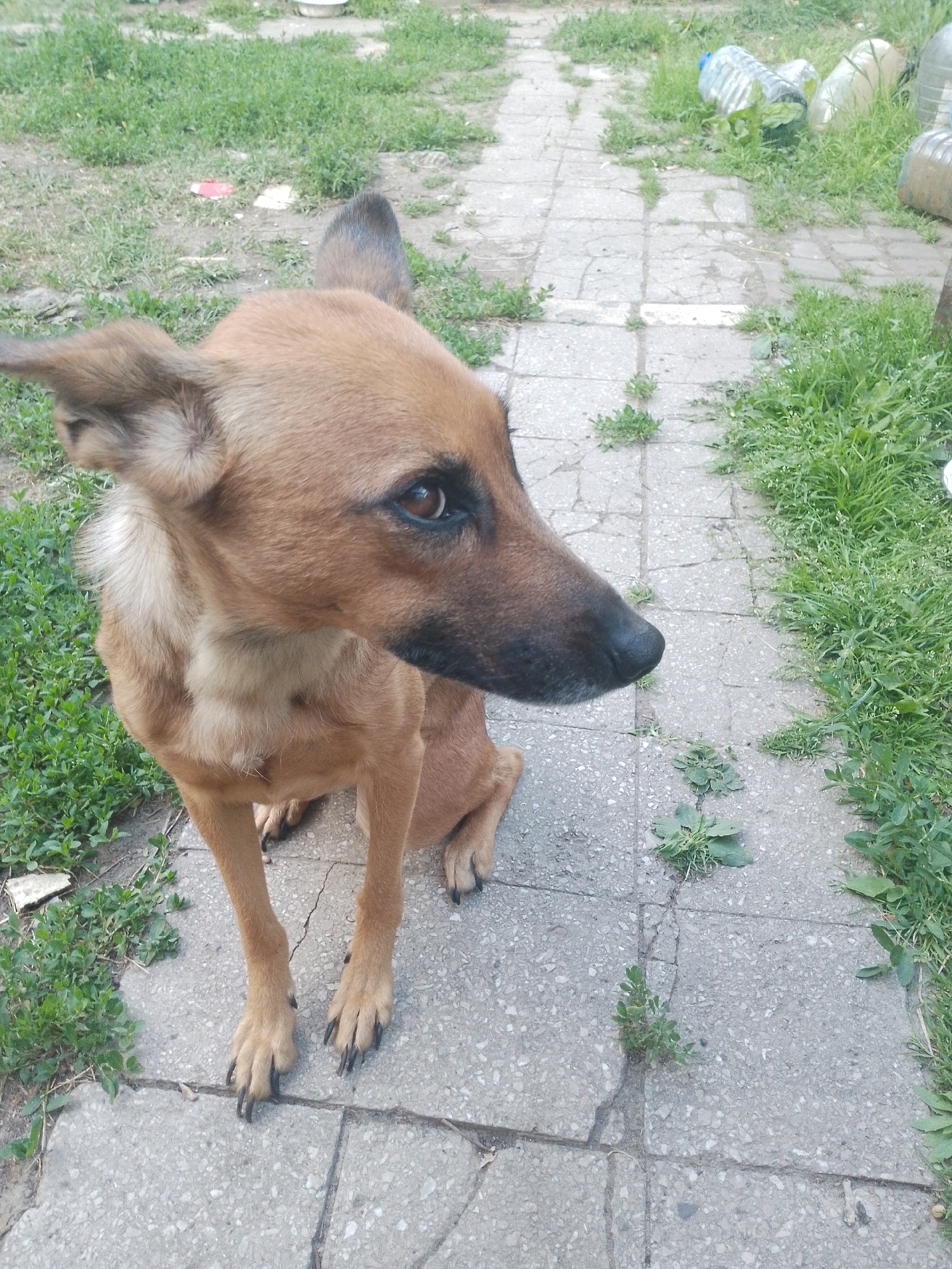 A medium shot shows a tan dog from the chest up, looking to the right. The dog has dark brown eyes, large ears that are partially perked, and a dark nose. The dog is sitting on a gray concrete path that is cracked in several places and overgrown with patches of green grass. To the right of the path, there is a dense patch of green grass. In the background, to the right of the path, there are several plastic bottles lying on the ground. The ground surrounding the path is covered with short green grass, and some small pieces of red and white trash are visible in the grass on the left side of the image. The lighting suggests it is daytime, possibly overcast.