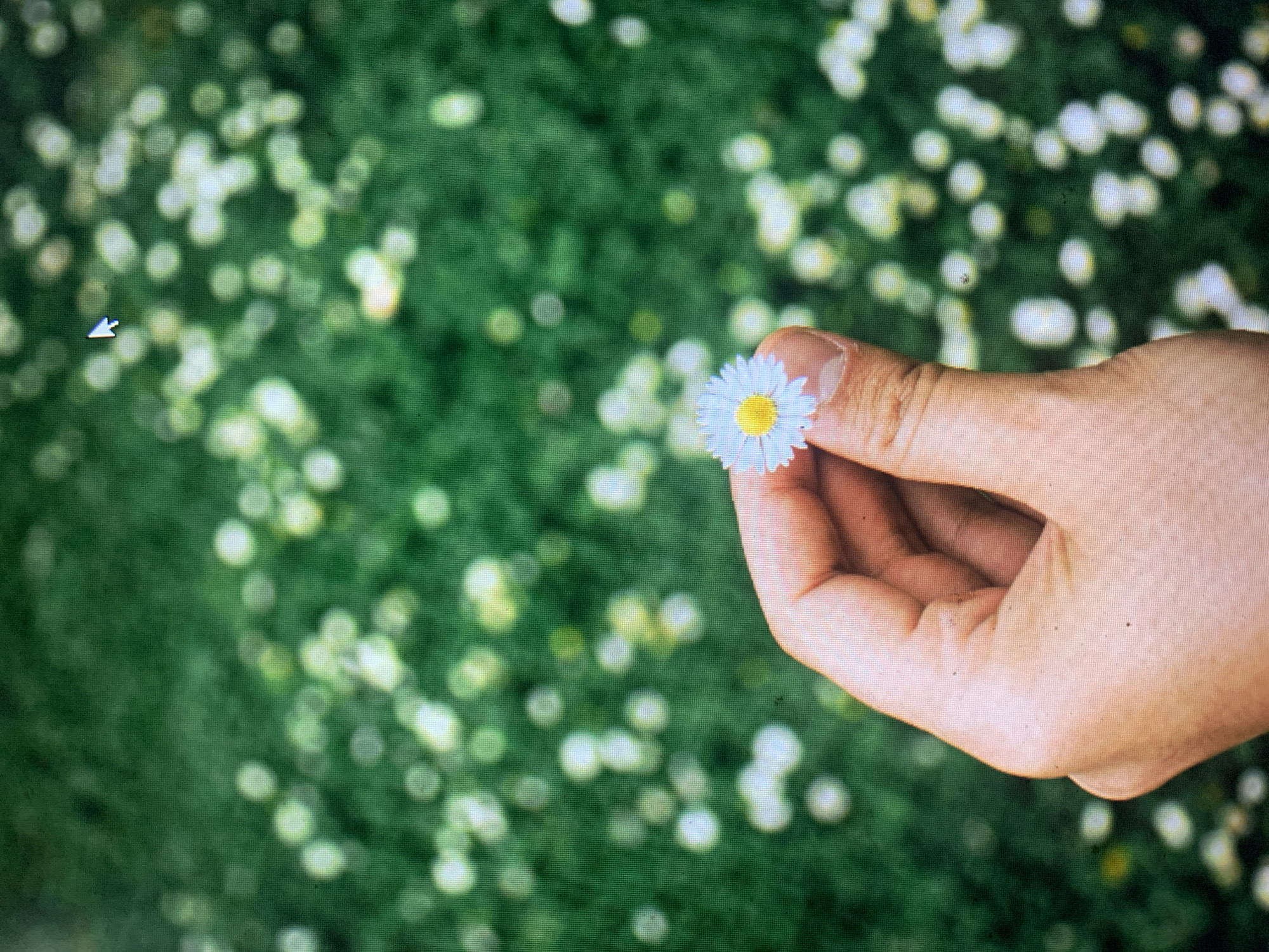 A close-up, low-angle shot shows a person's hand holding a single white daisy with a yellow center. The background is a blurred expanse of green grass dotted with numerous small white and yellow flowers, creating a bokeh effect. The lighting suggests an outdoor, daytime setting. The image does not contain any identifiable landmarks or features that would allow for its location to be determined as Kuala Pembuang, Indonesia.