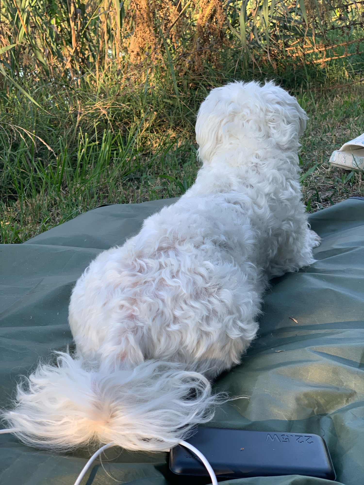 A white, fluffy dog is lying on a green tarp outdoors, with tall grass and vegetation in the background. The dog is facing away from the camera, and its tail is fanned out. A black power bank with "22.5W" embossed on it is visible near the dog's tail. The lighting suggests it is daytime. The location is Massenzatica, Italy.