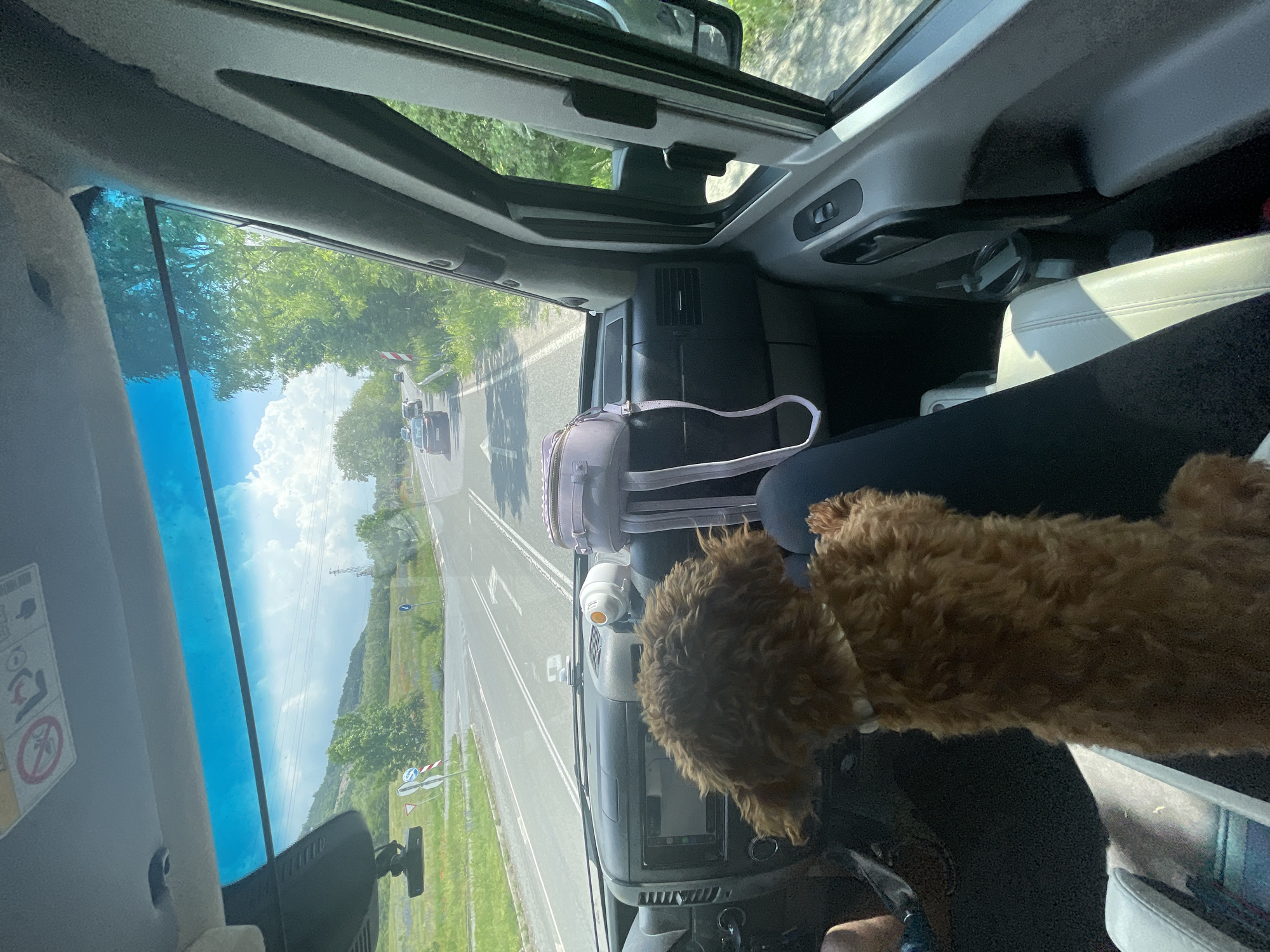 The image depicts a detailed interior view from the front passenger seat of a vehicle, looking forward through the windshield, situated in Chelopech, Bulgaria.
In the immediate foreground, a small, fluffy, reddish-brown dog, likely a poodle or similar breed, sits upright on a person's lap. The dog, wearing a light-colored collar, faces forward, appearing to observe the road ahead. A portion of the person's dark-clad leg is visible beneath the dog.
The vehicle's dashboard is dark grey, featuring a central infotainment screen with various controls below it. To the right of the screen, a small, light purple backpack rests, with its straps hanging downwards. Adjacent to the backpack is a white and orange device, possibly a portable fan or humidifier. Air vents are visible across the dashboard. Above the windshield, the passenger-side sun visor is up, displaying warning labels, including an airbag safety diagram. A dashcam is mounted centrally below the rearview mirror, attached to the windshield. The windshield itself has a noticeable blue tint at the top. The passenger door panel is grey, featuring a window control button. A black water bottle with a grey handle is secured in a cup holder within the door.
Beyond the windshield, an asphalt road stretches into the distance, with white lane markings. Several cars are visible ahead, traveling in the same direction. On the left side of the road, near an intersection, multiple road signs are present: a blue circular sign with a white arrow indicating a mandatory direction, and a partially obscured white triangular sign with a red border. On the right side of the road, a red and white striped warning post is visible, along with another blue circular sign directing traffic to the right at the intersection.
The surrounding environment is characterized by lush greenery. Trees line both sides of the road, and fields with scattered red and purple flowers extend from the roadside towards a range of green, vegetated hills or mountains in the background. The sky above is bright blue with scattered white, cumulus clouds. A tall, metal lattice structure, possibly an electricity pylon or communication tower, stands on the right side of the scene.