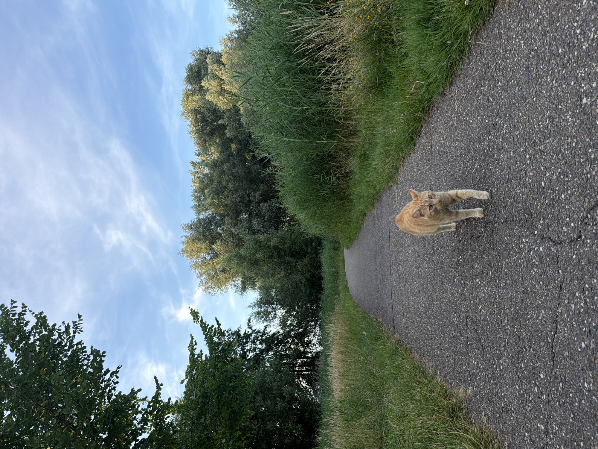 An orange tabby cat walks on a paved path in a natural setting. The path curves to the left and is flanked by tall green grass and reeds on both sides. In the background, a dense line of trees forms a natural border, with some lighter foliage visible towards the right. The sky above is blue with scattered wispy white clouds. The scene appears to be in a park or natural area. Based on the provided location information, this scene is likely located in Helmond, Netherlands.