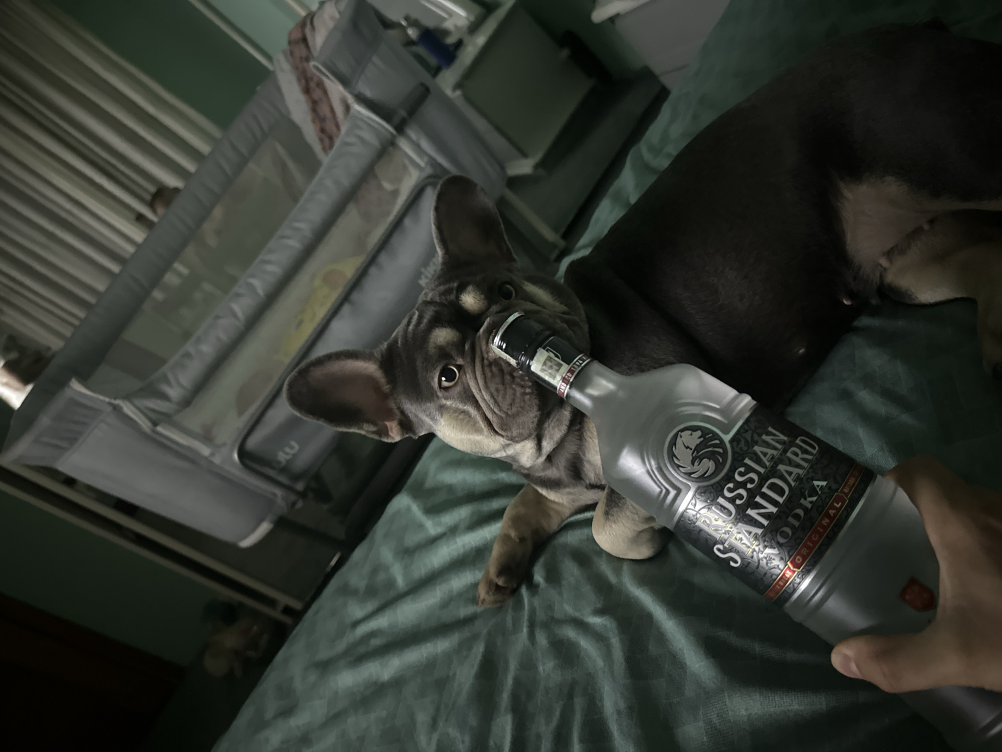 A French bulldog lies on a green surface, with its nose touching a bottle of Russian Standard vodka. The dog is mostly dark brown with some lighter tan markings. Its ears are large and stand up. The bottle is clear glass with a silver label featuring a horse-like silhouette and the words "RUSSIAN STANDARD VODKA ORIGINAL". A person's hand is visible holding the bottom of the bottle. In the background, a grey baby crib with white curtains is visible. The overall lighting is dim.