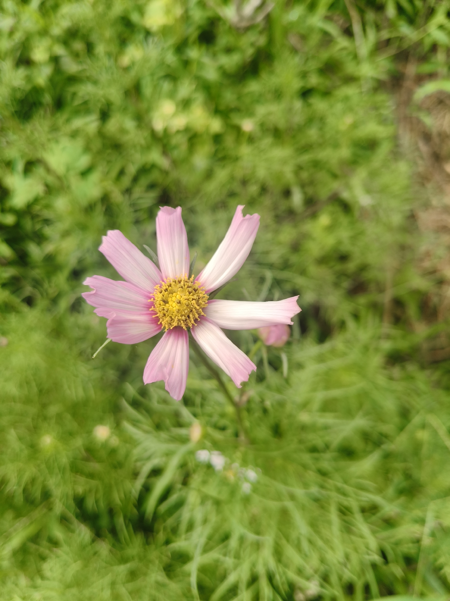 In Ban Nong Phak Hueat, Thailand, a single pink cosmos flower with a yellow center is in sharp focus against a blurred green background of foliage. The flower has seven delicate petals, each with white streaks radiating from the center. The petals are slightly irregular in shape, with some having notched edges. The yellow center is densely packed with small, stamen-like structures. The background consists of green leaves and grass, rendered soft and out of focus, suggesting a natural outdoor setting. The lighting appears to be natural daylight, creating soft shadows and highlighting the texture of the flower. There are no people or other objects visible in the scene.