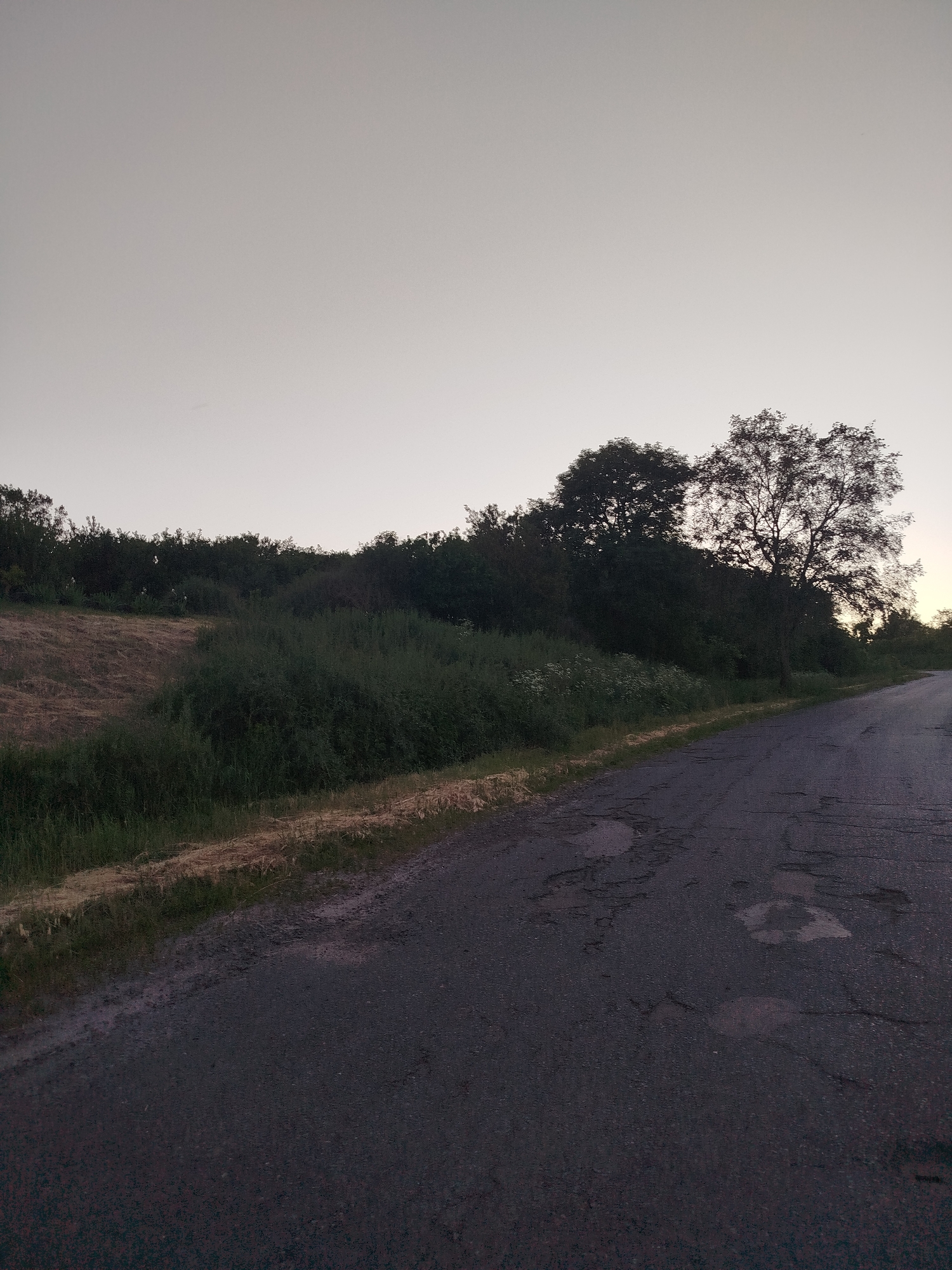 The image depicts a rural or semi-rural landscape at either dawn or dusk. A dark, asphalt road, showing signs of wear and tear with cracks and potholes, occupies the right side and foreground of the frame, curving slightly upwards and to the right. To the left of the road, a strip of green grass and wild vegetation runs parallel to it.
Beyond this immediate roadside, a dense growth of green bushes and taller vegetation covers a sloping hillside. Further back and slightly higher, a line of dark, silhouetted trees forms a natural barrier, obscuring what lies beyond. Two prominent trees stand out against the sky on the right side, their branches visible in outline. The hillside to the far left shows patches of dry, light brown vegetation or dirt, possibly indicating a cultivated field or dry land.
The sky, occupying the upper half of the image, is a uniform, pale gray or off-white, suggesting the absence of direct sunlight and contributing to the low-light atmosphere. There are no clouds visible, indicating clear weather. No people, animals, or vehicles are present, and no specific activity or event is taking place. The scene conveys a quiet, tranquil, and somewhat unkempt natural setting. There is no visible text in the image.