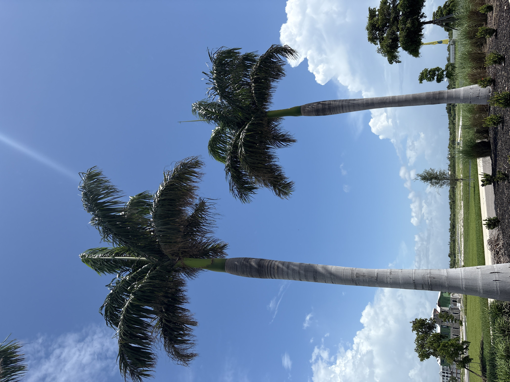 The image shows two tall palm trees against a bright blue sky with scattered white clouds. The palm trees have textured, gray trunks and dark green fronds. In the background, there is a grassy field with some construction visible, suggesting a developing area. There are also some smaller trees and bushes in the foreground. The sun appears to be high in the sky, casting a bright light. There is no indication of the specific location within Bradenton, United States, in the image.