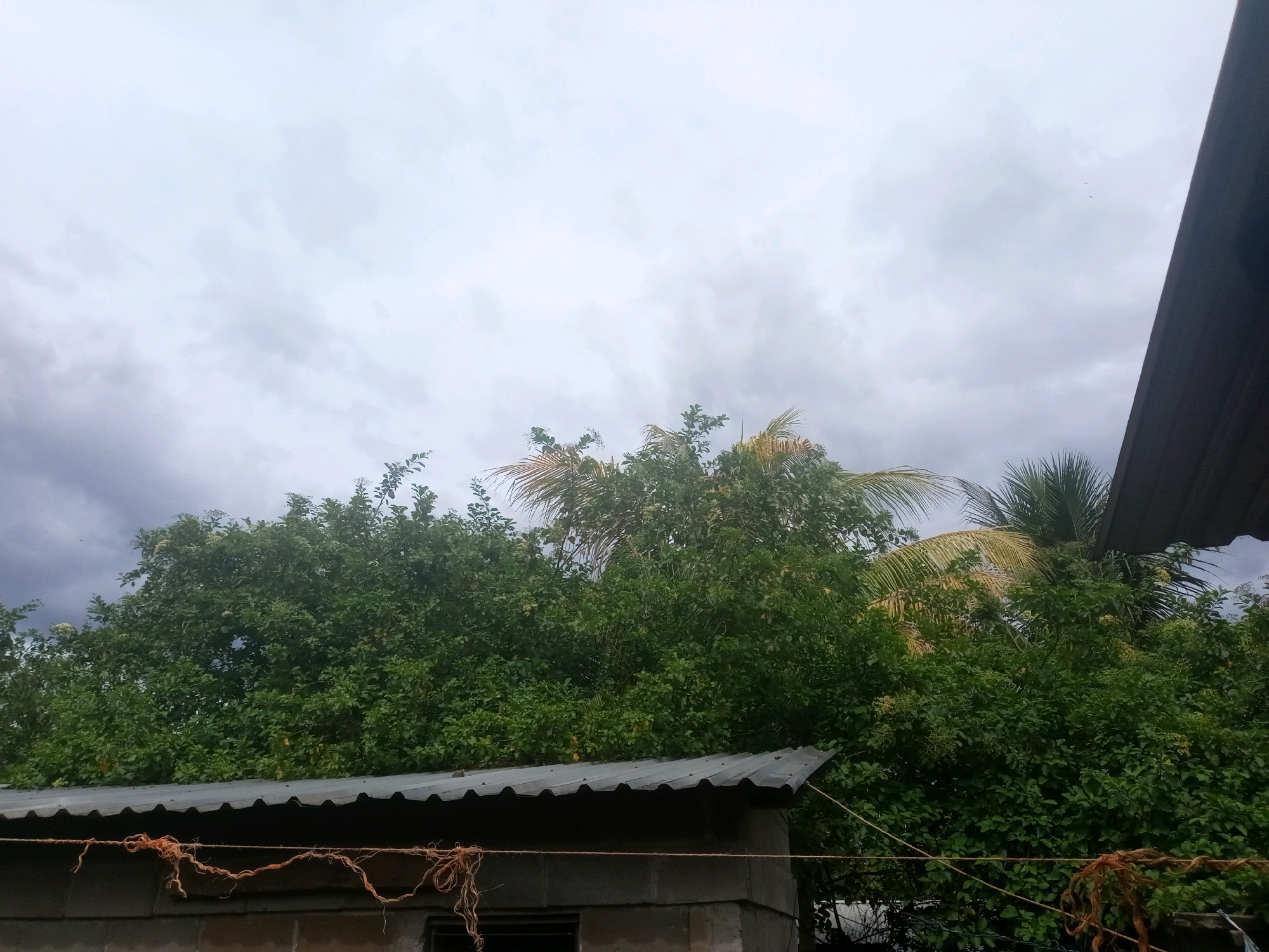 The image depicts an outdoor scene under a cloudy sky. In the foreground, a corrugated metal roof is visible, supported by a cinder block structure. A thick, orange-brown rope with frayed ends is stretched across the roof. Behind the roof, lush green foliage from trees and palm fronds fills the midground. The sky above is overcast with gray clouds. The overall impression is of a somewhat rustic setting, possibly a residential area in El Triunfo, Honduras, perhaps during or after a rain shower. There are no people visible in the image.